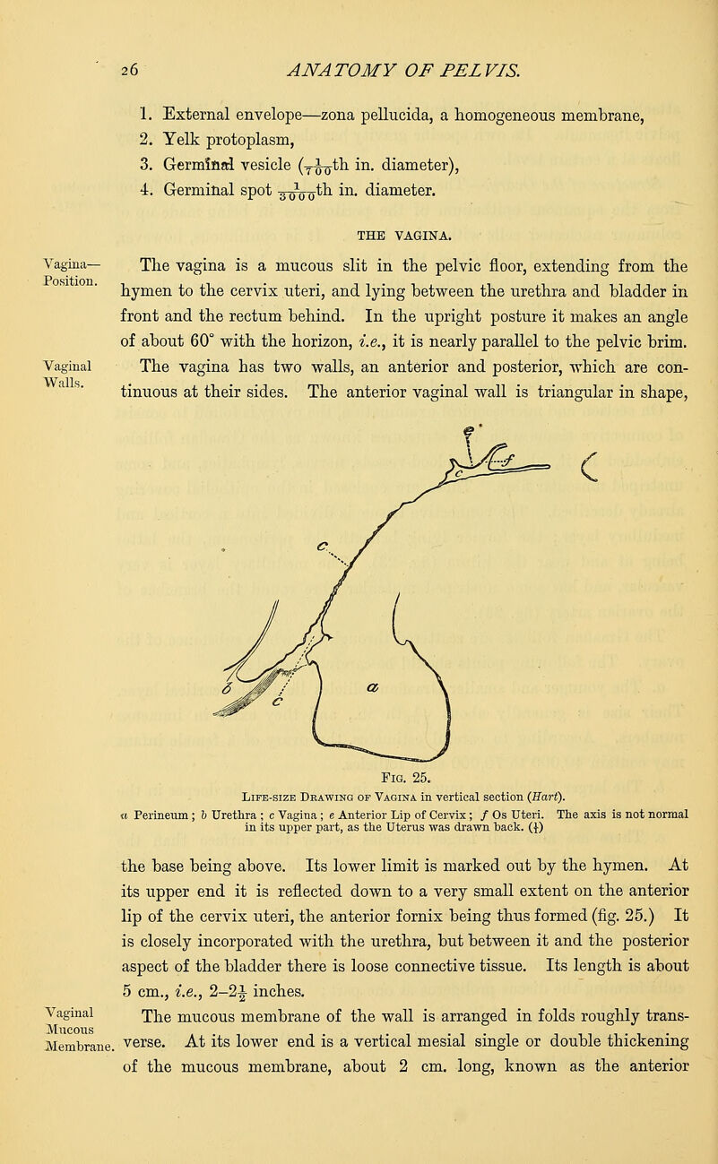 1. External envelope—zona pellucida, a homogeneous membrane, 2. Yelk protoplasm, 3. Germinal vesicle (T^-tli in. diameter), 4. Germinal spot ^-^o^ in- diameter. Vagina— Position. Vaginal Walls. THE VAGINA. The vagina is a mucous slit in the pelvic floor, extending from the hymen to the cervix uteri, and lying between the urethra and bladder in front and the rectum behind. In the iipright posture it makes an angle of about 60° with the horizon, i.e., it is nearly parallel to the pelvic brim. The vagina has two walls, an anterior and posterior, which are con- tinuous at their sides. The anterior vaginal wall is triangular in shape, Fig. 25. Life-size Drawing of Vagina in vertical section (Hart). a Perineum; b Urethra ; c Vagina ; e Anterior Lip of Cervix; / Os Uteri. The axis is not normal in its upper part, as the Uterus was drawn back. (J) the base being above. Its lower limit is marked out by the hymen. At its upper end it is reflected down to a very small extent on the anterior lip of the cervix uteri, the anterior fornix being thus formed (fig. 25.) It is closely incorporated with the urethra, but between it and the posterior aspect of the bladder there is loose connective tissue. Its length is about 5 cm., i.e., 2-2-1 inches. Vaginal j^g mucous membrane of the wall is arranged in folds roughly trans- Mucous . .... . Membrane, verse. At its lower end is a vertical mesial single or double thickening of the mucous membrane, about 2 cm. long, known as the anterior