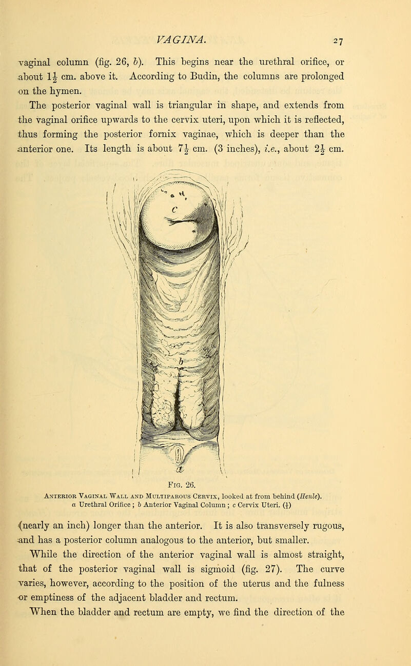 VAGINA. vaginal column (fig. 26, b). This begins near the urethral orifice, or about IA cm. above it. According to Budin, the columns are prolonged on the hymen. The posterior vaginal wall is triangular in shape, and extends from the vaginal orifice upwards to the cervix uteri, upon which it is reflected, thus forming the posterior fornix vaginae, which is deeper than the anterior one. Its length is about 7J cm. (3 inches), i.e., about 2J cm. Fig. 26. Anterior Vaginal Wall and Multiparous Cervix, looked at from 1)611111(1 (Henle). a Urethral Orifice ; 6 Anterior Vaginal Column ; c Cervix Uteri. (J) -(nearly an inch) longer than the anterior. It is also transversely rugous, •and has a posterior column analogous to the anterior, but smaller. While the direction of the anterior vaginal wall is almost straight, that of the posterior vaginal wall is sigmoid (fig. 27). The curve varies, however, according to the position of the uterus and the fulness or emptiness of the adjacent bladder and rectum. When the bladder and rectum are empty, we find the direction of the