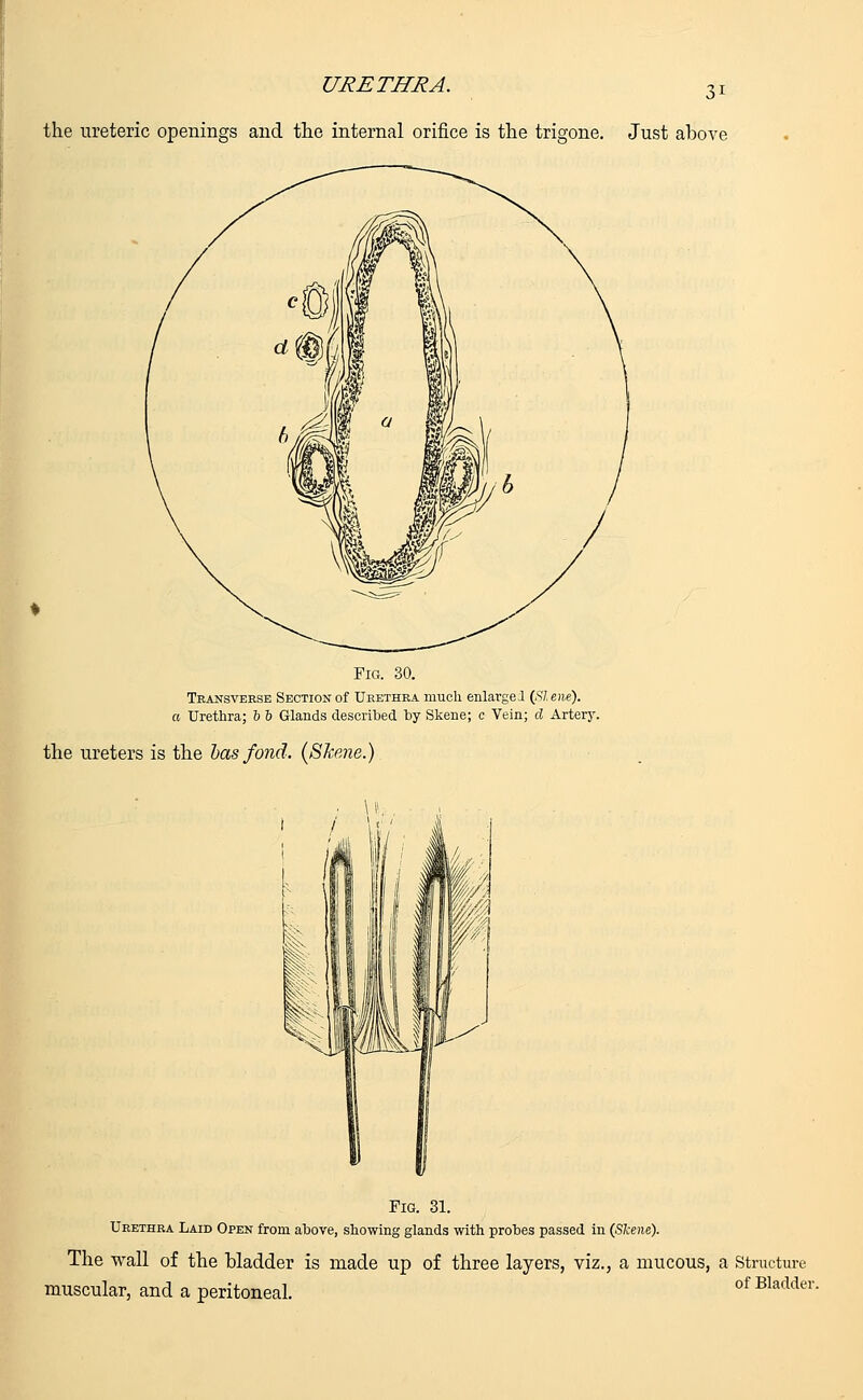 the ureteric openings and the internal orifice is the trigone. Just above Fig. 30. Teansveese Section of Urethea much enlarge! (Skene). a Urethra; i b Glands described by Skene; c Vein; d Artery. the ureters is the has fond. (Skene.) Fig. 31. Ueethea Laid Open from above, showing glands with probes passed in (Skene). The wall of the bladder is made up of three layers, viz., a mucous, a Structure muscular, and a peritoneal. of Bladder-