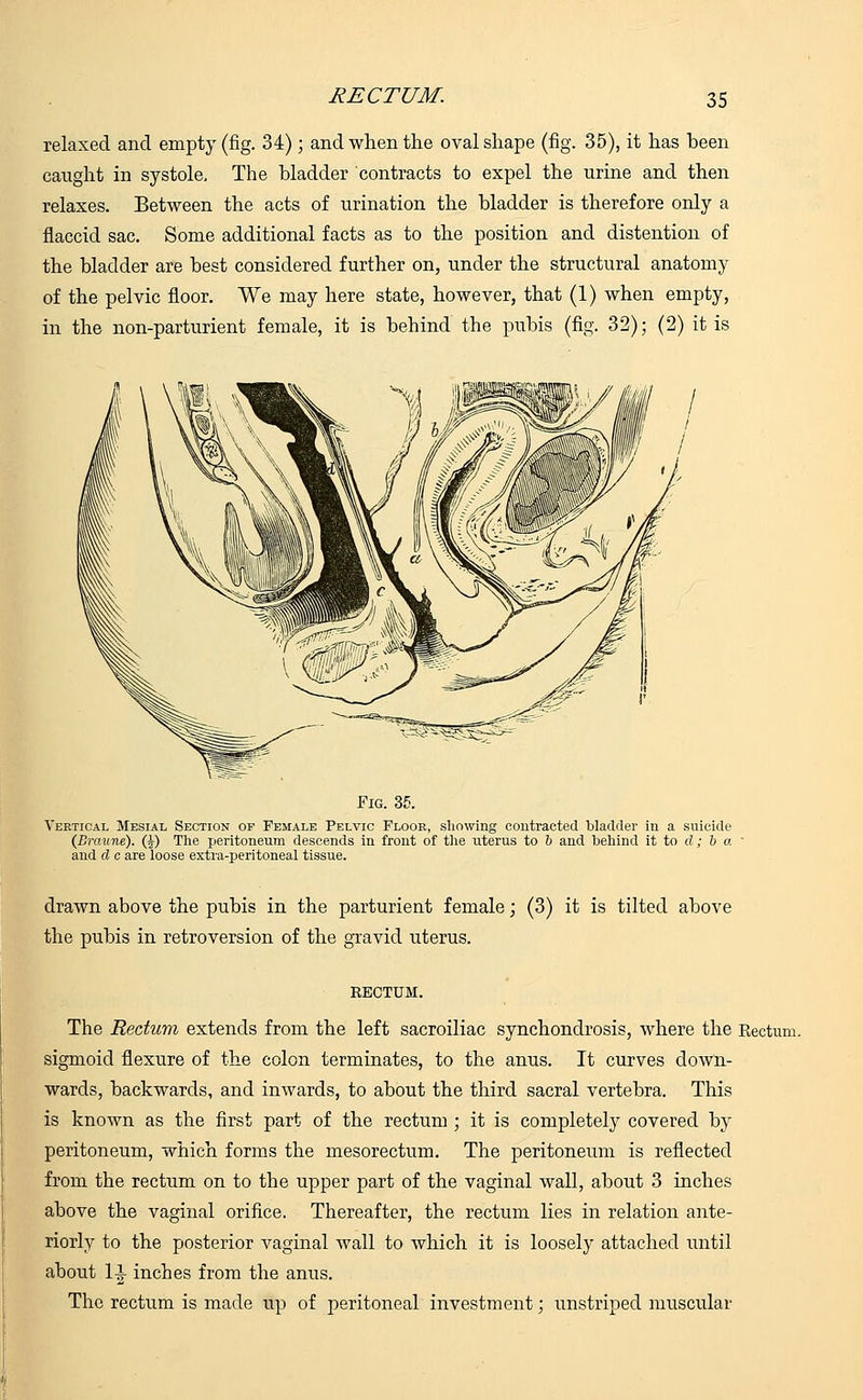 relaxed and empty (fig. 34); and when the oval shape (fig. 35), it has been caught in systole, The bladder contracts to expel the urine and then relaxes. Between the acts of urination the bladder is therefore only a flaccid sac. Some additional facts as to the position and distention of the bladder are best considered further on, under the structural anatomy of the pelvic floor. We may here state, however, that (1) when empty, in the non-parturient female, it is behind the pubis (fig. 32); (2) it is Fig. 35. Vertical Mesial Section of Female Pelvic Floor, showing contracted bladder in a suicide (Braune). (|) The peritoneum descends in front of the uterus to b and behind it to d; b a and d c are loose extra-peritoneal tissue. drawn above the pubis in the parturient female; (3) it is tilted above the pubis in retroversion of the gravid uterus. RECTUM. The Rectum extends from the left sacroiliac synchondrosis, where the Rectum, sigmoid flexure of the colon terminates, to the anus. It curves down- wards, backwards, and inwards, to about the third sacral vertebra. This is known as the first part of the rectum ; it is completely covered by peritoneum, which forms the mesorectum. The peritoneum is reflected from the rectum on to the upper part of the vaginal wall, about 3 inches above the vaginal orifice. Thereafter, the rectum lies in relation ante- riorly to the posterior vaginal wall to which it is loosely attached until about l-i inches from the anus. The rectum is made up of peritoneal investment; unstriped muscular