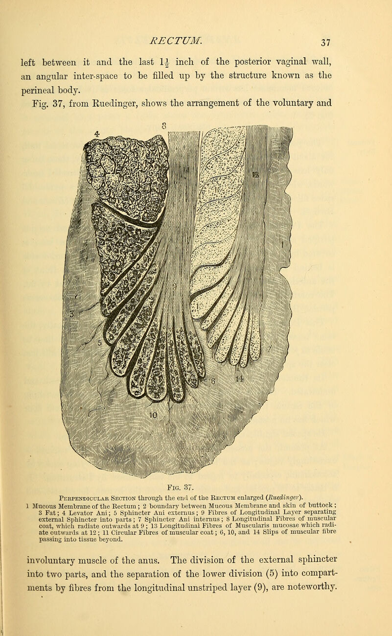 left between it and the last 11 inch of the posterior vaginal wall, an angular inter-space to be filled up by the structure known as the perineal body. Fig. 37, from Euedinger, shows the arrangement of the voluntary and Fig. 37. Perpendicular Section through the end of the Eectum enlarged (Ruedinger). 1 Mucous Membrane of the Eectum ; 2 boundary between Mucous Membrane and skin of buttock ; 3 Fat; 4 Levator Ani; 5 Sphincter Ani externus; 9 Fibres of Longitudinal Layer separating external Sphincter into parts; 7 Sphincter Ani internus; 8 Longitudinal Fibres of muscular coat, which radiate outwards at 9 ; 13 Longitudinal Fibres of Muscularis mucosae which radi- ate outwards at 12 ; 11 Circular Fibres of muscular coat; 6,10, and 14 Slips of muscular fibre passing into tissue beyond. involuntary muscle of the anus. The division of the external sphincter into two parts, and the separation of the lower division (5) into compart- ments by fibres from the longitudinal unstriped layer (9), are noteworthy.