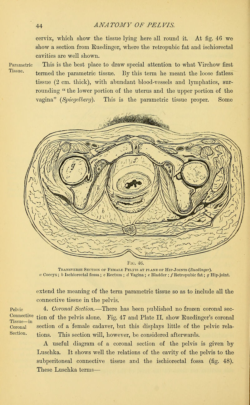 Parametric Tissue. cervix, which show the tissue lying here all round it. At fig. 46 we show a section from Euedinger, where the retropubic fat and ischiorectal cavities are well shown. This is the best place to draw special attention to what Virchow first termed the parametric tissue. By this term he meant the loose fatless tissue (2 cm. thick), with abundant blood-vessels and lymphatics, sur- rounding  the lower portion of the uterus and the upper portion of the vagina (Spiegelberg). This is the parametric tissue proper. Some Fjg. 46. Transverse Section op Female Pelvis at plane op Hip-Joints (Ruedinger). a Coccyx; b Ischiorectal fossa; c Rectum; d Vagina; e Bladder ; /Retropubic fat; g Hip-joint. Pelvic Connective Tissue—in Coronal Section. extend the meaning of the term parametric tissue so as to include all the connective tissue in the pelvis. 4. Coronal Section.—There has been published no frozen coronal sec- tion of the pelvis alone. Fig. 47 and Plate II. show Euedinger's coronal section of a female cadaver, but this displays little of the pelvic rela- tions. This section will, however, be considered afterwards. A useful diagram of a coronal section of the pelvis is given by Luschka. It shows well the relations of the cavity of the pelvis to the subperitoneal connective tissue and the ischiorectal fossa (fig. 48). These Luschka terms—