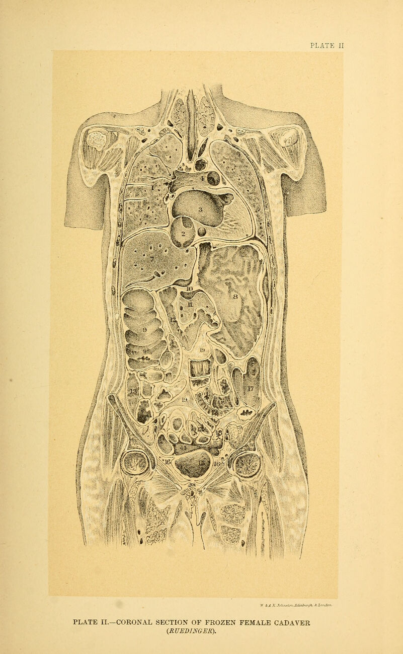 /Psf --ISte lip i r ': I: ' \ur ill ■ \« P / V &A K Johnrtm BdaOwg\ & Ion, PLATE II.—CORONAL SECTION OF FROZEN FEMALE CADAVER (RUED1NGER).