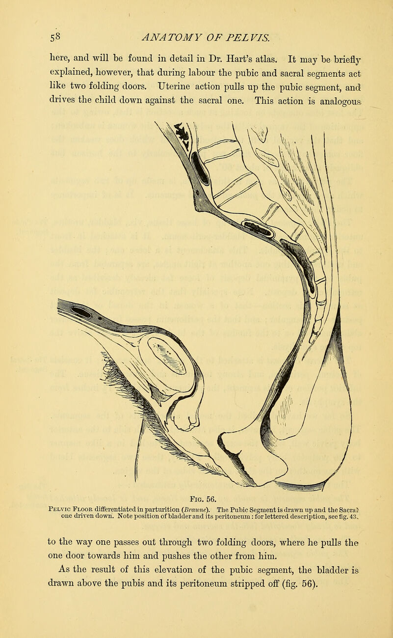 here, and will be found in detail in Dr. Hart's atlas. It may be briefly- explained, however, that during labour the pubic and sacral segments act like two folding doors. Uterine action pulls up the pubic segment, and drives the child down against the sacral one. This action is analogous Fig. 56. Pelvic Floor differentiated in parturition (Braune). The Pubic Segment is drawn up and the Sacra? one driven down. Note position of bladder and its peritoneum: for lettered description, see fig. 43. to the way one passes out through two folding doors, where he pulls the one door towards him and pushes the other from him. As the result of this elevation of the pubic segment, the bladder is drawn above the pubis and its peritoneum stripped off (fig. 56).