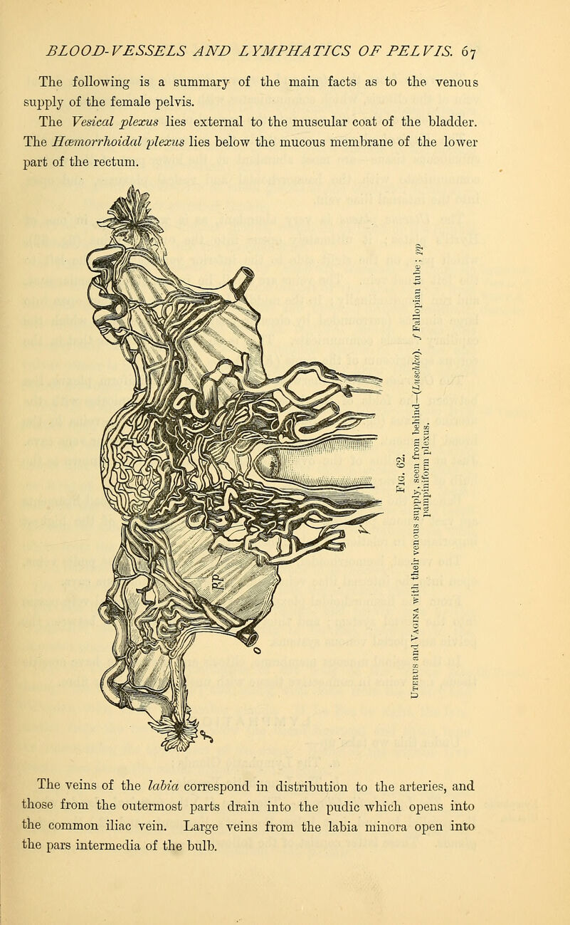 The following is a summary of the main facts as to the venous supply of the female pelvis. The Vesical plexus lies external to the muscular coat of the bladder. The Hcemorrhoidal plexus lies below the mucous membrane of the lower part of the rectum. -a 3 The veins of the labia correspond in distribution to the arteries, and those from the outermost parts drain into the pudic which opens into the common iliac vein. Large veins from the labia minora open into the pars intermedia of the bulb.