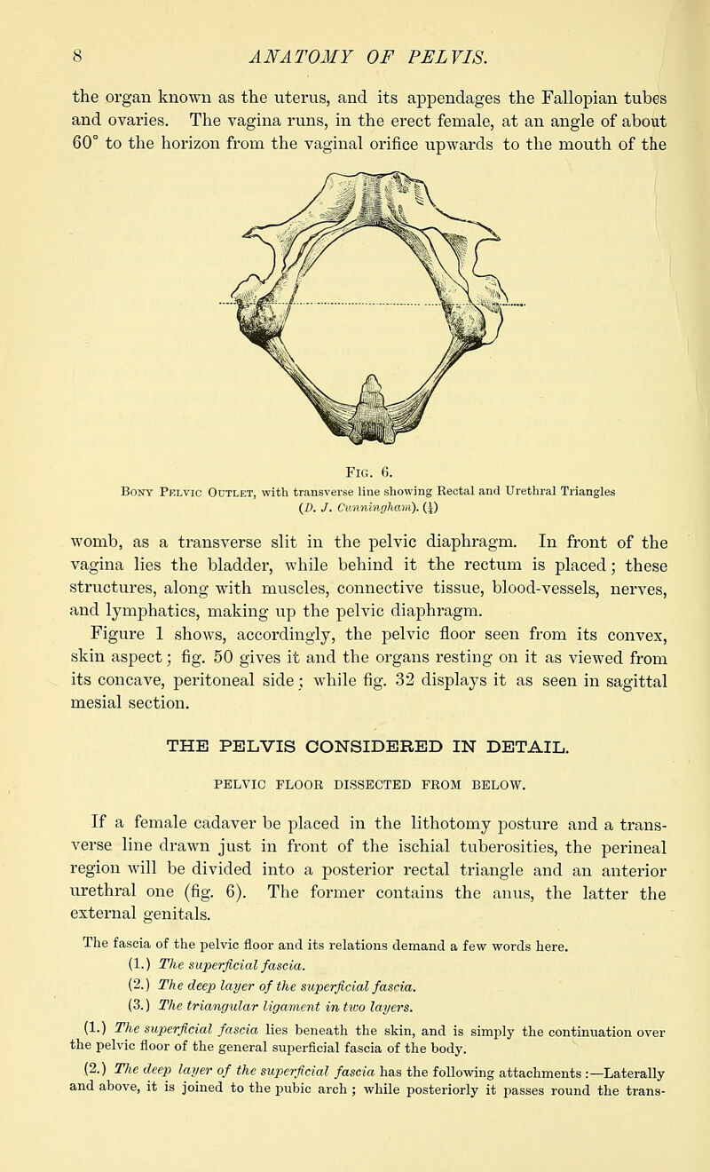 the organ known as the uterus, and its appendages the Fallopian tubes and ovaries. The vagina runs, in the erect female, at an angle of about 60° to the horizon from the vaginal orifice upwards to the mouth of the Fig. 6. Bony Pelvic Outlet, with transverse line showing Rectal and Urethral Triangles (D. J. Cunningham). (|) womb, as a transverse slit in the pelvic diaphragm. In front of the vagina lies the bladder, while behind it the rectum is placed; these structures, along with muscles, connective tissue, blood-vessels, nerves, and lymphatics, making up the pelvic diaphragm. Figure 1 shows, accordingly, the pelvic floor seen from its convex, skin aspect; fig. 50 gives it and the organs resting on it as viewed from its concave, peritoneal side; while fig. 32 displays it as seen in sagittal mesial section. THE PELVIS CONSIDERED IN DETAIL. PELVIC FLOOR DISSECTED FROM BELOW. If a female cadaver be placed in the lithotomy posture and a trans- verse line drawn just in front of the ischial tuberosities, the perineal region will be divided into a posterior rectal triangle and an anterior urethral one (fig. 6). The former contains the anus, the latter the external genitals. The fascia of the pelvic floor and its relations demand a few words here. (1.) The superficial fascia. (2.) The deep layer of the superficial fascia. (3.) The triangular ligament in two layers. (1.) The superficial fascia lies beneath the skin, and is simply the continuation over the pelvic floor of the general superficial fascia of the body. (2.) The deep layer of the superficial fascia has the following attachments :—Laterally and above, it is joined to the pubic arch; while posteriorly it passes round the trans-