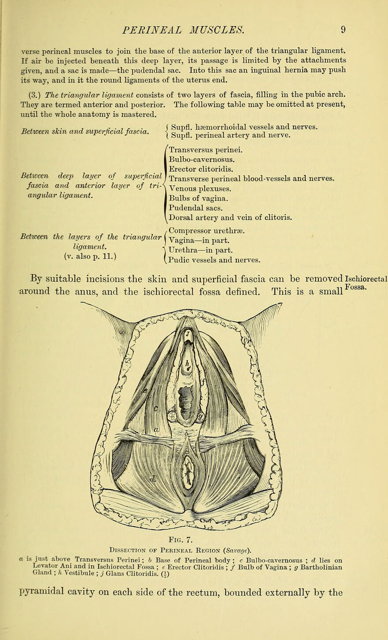 verse perineal muscles to join the base of the anterior layer of the triangular ligament. If air be injected beneath this deej> layer, its passage is limited by the attachments given, and a sac is made—the pudendal sac. Into this sac an inguinal hernia may push its way, and in it the round ligaments of the uterus end. (3.) The triangular ligament consists of two layers of fascia, filling in the pubic arch. They are termed anterior and posterior. The following table may be omitted at present, until the whole anatomy is mastered. Between skin and superficial fascia. ( Supfl. hemorrhoidal vessels and nerves. \ Supfl. perineal artery and nerve. angular ligament. Transversus perinei. I Bulbo-cavernosus. J Erector clitoridis. Between deep layer of superficial] Transverse perineal blood-vessels and nerves. fascia and anterior layer of tri-< Venous plexuses. Bulbs of vagina. Pudendal sacs. Dorsal artery and vein of clitoris. / Compressor urethra?. Between the layers of the triangular Vagina—in part ligament. , Urethra-in part, (v. also p. 11.) (Pudic vessels and nerves. By suitable incisions the skin and superficial fascia can be removed Ischiorectal around the anus, and the ischiorectal fossa defined. This is a small Fig. 7. Dissection of Perineal Eegion (Savage). a is just above Transversus Perinei; 6 Base of Perineal body ; c Bulbo-cavernosus ; d lies on Levator Ani and in Ischiorectal Fossa ; e Erector Clitoridis ; / Bulb of Vagina ; g Bartholinian Gland ; h Vestibule ; j Glans Clitoridis. (|) pyramidal cavity on each side of the rectum, bounded externally by the