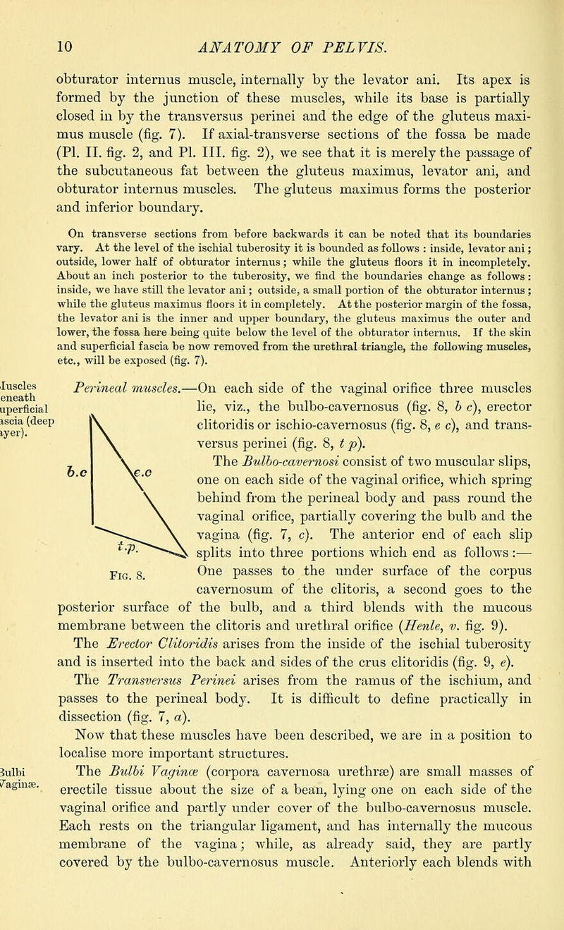 luscles eneath uperficial iseia (deep lyer). 3ulbi Vaginae. obturator internus muscle, internally by the levator ani. Its apex is formed by the junction of these muscles, while its base is partially closed in by the transversus perinei and the edge of the gluteus maxi- mus muscle (fig. 7). If axial-transverse sections of the fossa be made (PI. II. fig. 2, and PI. III. fig. 2), we see that it is merely the passage of the subcutaneous fat between the gluteus maximus, levator ani, and obturator internus muscles. The gluteus maximus forms the posterior and inferior boundary. On transverse sections from before backwards it can be noted that its boundaries vary. At the level of the ischial tuberosity it is bounded as follows : inside, levator ani; outside, lower half of obturator internus; while the gluteus floors it in incompletely. About an inch posterior to the tuberosity, we find the boundaries change as follows: inside, we have still the levator ani; outside, a small portion of the obturator internus; while the gluteus maximus floors it in completely. At the posterior margin of the fossa, the levator ani is the inner and upper boundary, the gluteus maximus the outer and lower, the fossa here being quite below the level of the obturator internus. If the skin and superficial fascia be now removed from the urethral triangle, the following muscles, etc., will be exposed (fig. 7). Perineal muscles.—On each side of the vaginal orifice three muscles lie, viz., the bulbo-cavernosus (fig. 8, b c), erector clitoridis or ischio-cavernosus (fig. 8, e c), and trans- versus perinei (fig. 8, t p). The Bulbo-cavernosi consist of two muscular slips, one on each side of the vaginal orifice, which spring- behind from the perineal body and pass round the vaginal orifice, partially covering the bulb and the vagina (fig. 7, c). The anterior end of each slip splits into three portions which end as follows:— One passes to the under surface of the corpus cavernosum of the clitoris, a second goes to the posterior surface of the bulb, and a third blends with the mucous membrane between the clitoris and urethral orifice (Henle, v. fig. 9). The Erector Clitoridis arises from the inside of the ischial tuberosity and is inserted into the back and sides of the cms clitoridis (fig. 9, e). The Transversus Perinei arises from the ramus of the ischium, and passes to the perineal body. It is difficult to define practically in dissection (fig. 7, a). Now that these muscles have been described, we are in a position to localise more important structures. The Bulbi Vaginae (corpora cavernosa urethra?) are small masses of erectile tissue about the size of a bean, lying one on each side of the vaginal orifice and partly under cover of the bulbo-cavernosus muscle. Each rests on the triangular ligament, and has internally the mucous membrane of the vagina; while, as already said, they are partly covered by the bulbo-cavernosus muscle. Anteriorly each blends with