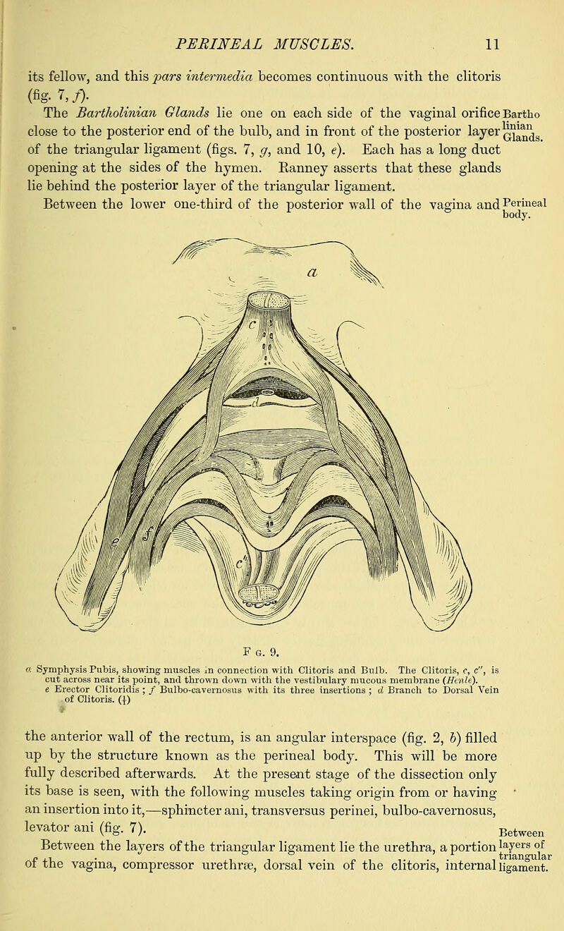 its fellow, and this pars intermedia becomes continuous with the clitoris (%. 7,/). The Bartholinian Glands lie one on each side of the vaginal orifice Bartho close to the posterior end of the bidb, and in front of the posterior layer A^L of the triangular ligament (figs. 7, g, and 10, e). Each has a long duct opening at the sides of the hymen. Eanney asserts that these glands lie behind the posterior layer of the triangular ligament. Between the lower one-third of the posterior wall of the vagina andPerineal F & body. F g. 9. a Symphysis Pubis, showing muscles in connection with Clitoris and Bulb. The Clitoris, o, c, is cut across near its point, and thrown down with the vestibulary mucous membrane (Henle). e Erector Clitoridis ; / Bulbo-cavernosus with its three insertions ; d Branch to Dorsal Vein of Clitoris. (}) the anterior wall of the rectum, is an angular interspace (fig. 2, b) filled up by the structure known as the perineal body. This will be more fully described afterwards. At the present stage of the dissection only its base is seen, with the following muscles taking origin from or having ' an insertion into it,—sphincter ani, transversus perinei, bulbo-cavernosus, levator ani (fig. 7). Between Between the layers of the triangular ligament lie the urethra, a portion layers of of the vagina, compressor urethrse, dorsal vein of the clitoris, internal ligament.