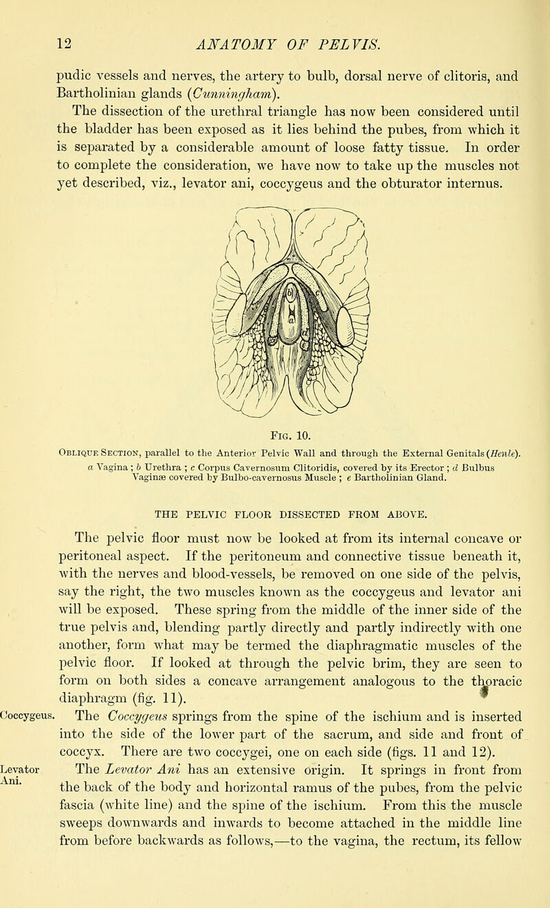 pudic vessels and nerves, the artery to bulb, dorsal nerve of clitoris, and Bartholinian glands {Cunningham). The dissection of the urethral triangle has now been considered until the bladder has been exposed as it lies behind the pubes, from which it is separated by a considerable amount of loose fatty tissue. In order to complete the consideration, we have now to take up the muscles not yet described, viz., levator ani, coccygeus and the obturator internus. Fig. 10. Oblique Section, parallel to the Anterior Pelvic Wall and through the External Genitals (Henle). a Vagina ; b Urethra ; c Corpus Cavernosum Clitoridis, covered by its Erector ; d Bulbus Vaginae covered by Bulbo-cavernosus Muscle ; e Bartholinian Gland. THE PELVIC FLOOR DISSECTED PROM ABOVE. The pelvic floor must now be looked at from its internal concave or peritoneal aspect. If the peritoneum and connective tissue beneath it, with the nerves and blood-vessels, be removed on one side of the pelvis, say the right, the two muscles known as the coccygeus and levator ani will be exposed. These spring from the middle of the inner side of the true pelvis and, blending partly directly and partly indirectly with one another, form what may be termed the diaphragmatic muscles of the pelvic floor. If looked at through the pelvic brim, they are seen to form on both sides a concave arrangement analogous to the thoracic diaphragm (fig. 11). The Coccygeus springs from the spine of the ischium and is inserted into the side of the lower part of the sacrum, and side and front of coccyx. There are two coccygei, one on each side (figs. 11 and 12). The Levator Ani has an extensive origin. It springs in front from the back of the body and horizontal ramus of the pubes, from the pelvic fascia (Avhite line) and the spine of the ischium. From this the muscle sweeps downwards and inwards to become attached in the middle line from before backwards as follows,—to the vagina, the rectum, its fellow