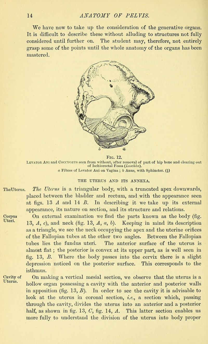 We have now to take up the consideration of the generative organs. It is difficult to describe these without alluding to structures not fully considered until further on. The student may, therefore, not entirely grasp some of the points until the whole anatomy of the organs has been mastered. Fig. 12. Levator Ani and Coccygeus seen from without, after removal of part of hip bone and clearing out of Ischiorectal Fossa (Luschka). a Fibres of Levator Ani on Vagina ; 6 Anus, with Sphincter. (£) THE UTERUS AND ITS ANNEXA. The Uterus is a triangular body, with a truncated apes downwards, placed between the bladder and rectum, and with the appearance seen at figs. 13 A and 14 B. In describing it we take up its external appearance, its nature on section, and its structure and relations. On external examination we find the parts known as the body (fig. 13, A, c), and neck (fig. 13, A, a, b). Keeping in mind its description as a triangle, we see the neck occupying the apex and the uterine orifices of the Fallopian tubes at the other two angles. Between the Fallopian tubes lies the fundus uteri. The anterior surface of the uterus is almost fiat; the posterior is convex at its upper part, as is well seen in fig. 13, B. Where the body passes into the cervix there is a slight depression noticed on the posterior surface. This corresponds to the isthmus. On making a vertical mesial section, we observe that the uterus is a hollow organ possessing a cavity with the anterior and posterior walls in apposition (fig. 13, B). In order to see the cavity it is advisable to look at the uterus in coronal section, i.e., a section which, passing through the cavity, divides the uterus into an anterior and a posterior half, as shown in fig. 13, C, fig. 14, A. This latter section enables us more fully to understand the division of the uterus into body proper