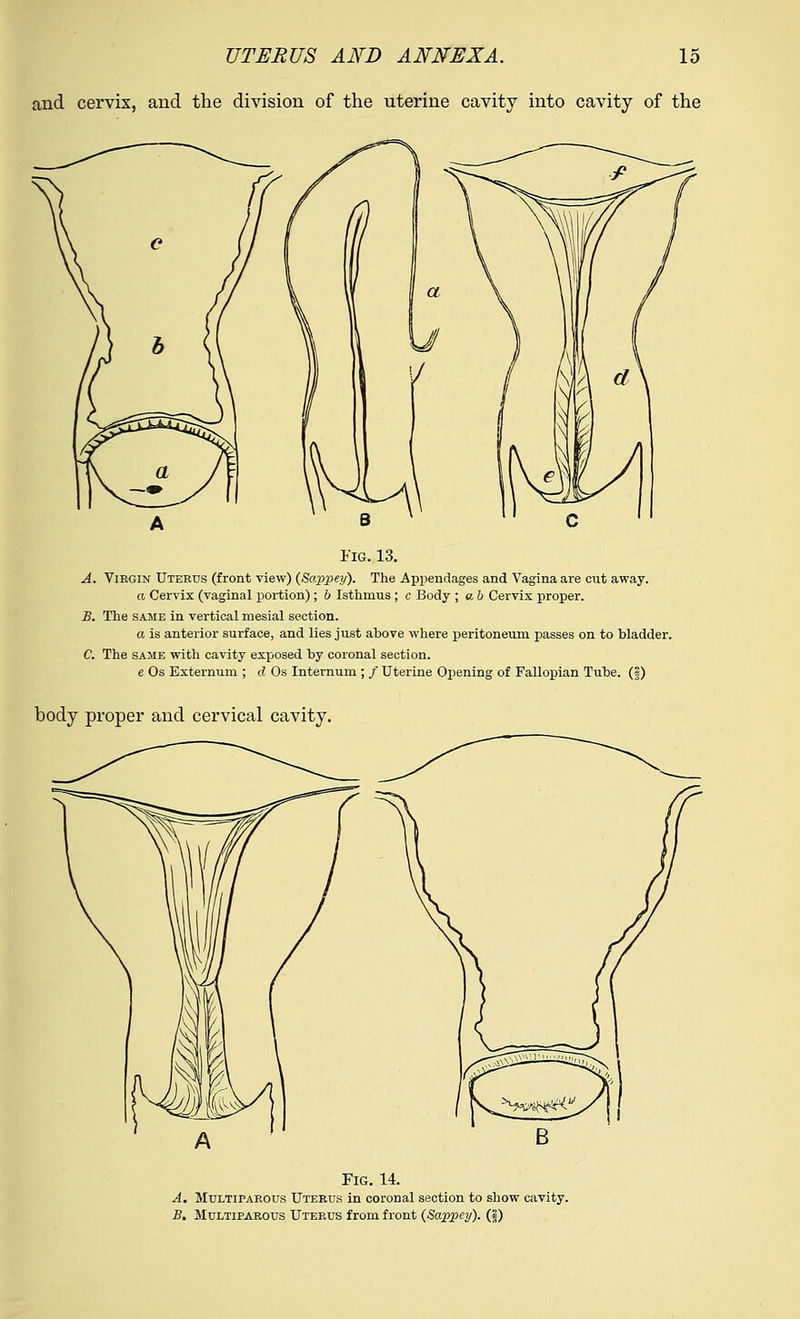 and cervix, and the division of the uterine cavity into cavity of the Fig. 13. A. Virgin Uterus (front view) (Sappey). The Appendages and Vagina are cut away. a Cervix (vaginal portion); b Isthmus; c Body ; a b Cervix proper. B. The same in vertical mesial section. a is anterior surface, and lies just above where peritoneum passes on to bladder. C. The same with cavity exposed by coronal section. e Os Externum ; d Os Internum ; / Uterine Opening of Fallopian Tube. (§) body proper and cervical cavity. Fig. 14. A. Multiparous Uterus in coronal section to show cavity. B. Multiparous Uterus from front (Sappcy). (f)