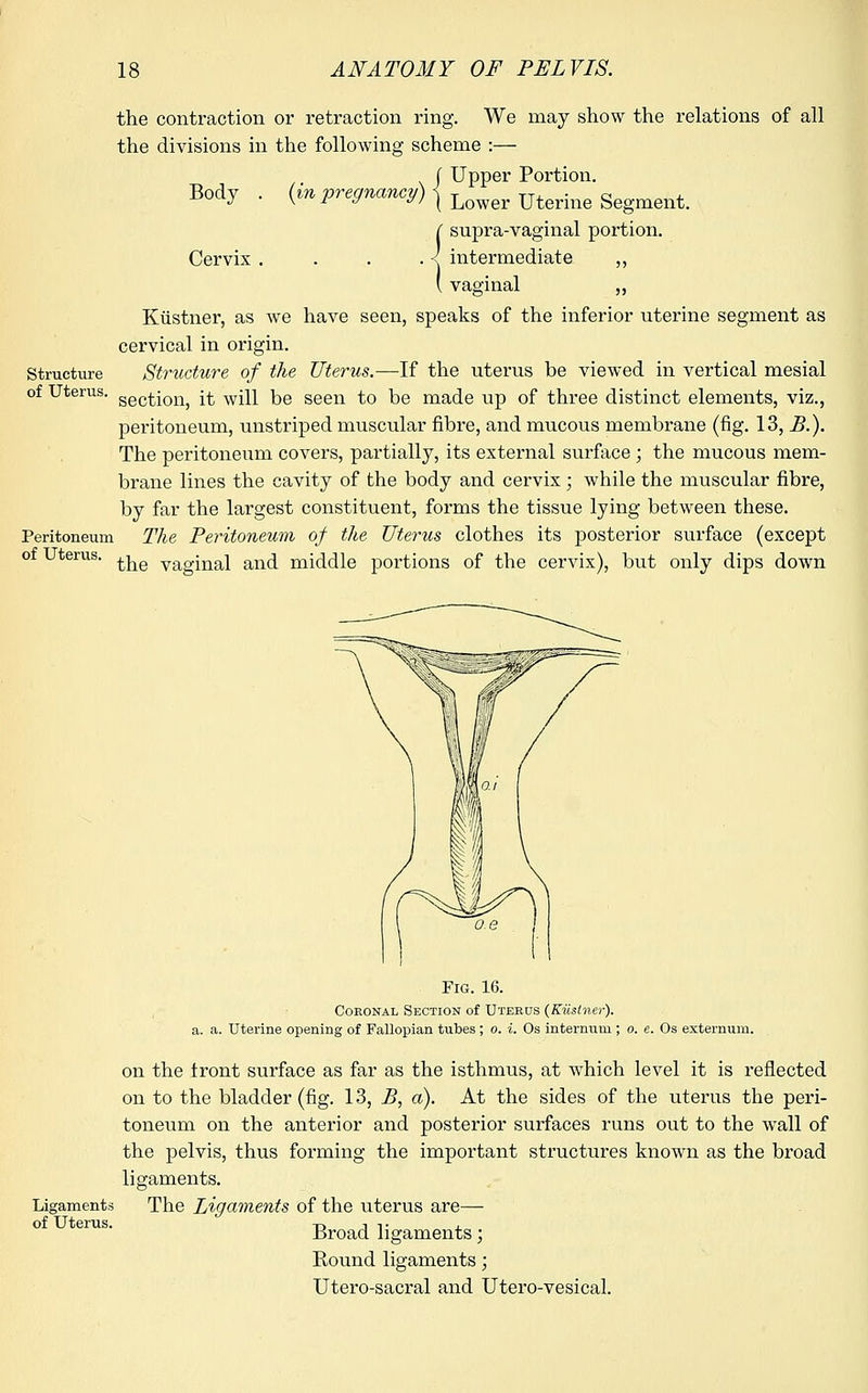the contraction or retraction ring. We may show the relations of all the divisions in the following scheme :— Upper Portion. Lower Uterine Segment. Structure of Uterus. Body . (in pregnancy) Cervix ( supra-vaginal portion. . < intermediate „ { vaginal „ have seen, speaks of the inferior uterine segment as Peritoneum of Uterus. Kiistner, as we cervical in origin. Structure of the Uterus.—If the uterus be viewed in vertical mesial section, it will be seen to be made up of three distinct elements, viz., peritoneum, unstriped muscular fibre, and mucous membrane (fig. 13, B.). The peritoneum covers, partially, its external surface ; the mucous mem- brane lines the cavity of the body and cervix; while the muscular fibre, by far the largest constituent, forms the tissue lying between these. The Peritoneum of the Uterus clothes its posterior surface (except the vaginal and middle portions of the cervix), but only dips down Ligaments of Uterus. Fig. 16. Coronal Section of Uterus (Kiistner). a. a. Uterine opening of Fallopian tubes ; o. i. Os internum ; o. e. Os externum. on the tront surface as far as the isthmus, at which level it is reflected on to the bladder (fig. 13, B, a). At the sides of the uterus the peri- toneum on the anterior and posterior surfaces runs out to the wall of the pelvis, thus forming the important structures known as the broad ligaments. The Ligaments of the uterus are— Broad ligaments; Bound ligaments; Utero-sacral and Utero-vesical.