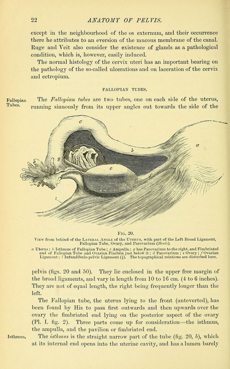 except in the neighbourhood of the os externum, and their occurrence there he attributes to an eversion of the mucous membrane of the canal. Ruge and Veit also consider the existence of glands as a pathological condition, which is, however, easily induced. The normal histology of the cervix uteri has an important bearing on the pathology of the so-called ulcerations and on laceration of the cervix and ectropium. FALLOPIAN TUBES. Fallopian The Fallopian tubes are two tubes, one on each side of the uterus, Tubes. running sinuously from its upper angles out towards the side of the Fig. 20. View from behind of the Lateral Angle of the Uterus, with part of the Left Broad Ligament, Fallopian Tube, Ovary, and Parovarium (Henle). a Uterus ; b Isthmus of Fallopian Tube ; c Ampulla ; g has Parovarium to the right, and Fimbriated end of Fallopian Tube and Ovarian Fimbria just below it; d Parovarium ; e Ovary ; /Ovarian Ligament; I Infundibulo-pelvic Ligament ({). The topographical relations are disturbed here. Isthmus, pelvis (figs. 20 and 50). They lie enclosed in the upper free margin of the broad ligaments, and vary in length from 10 to 16 cm. (4 to 6 inches). They are not of equal length, the right being frequently longer than the left. The Fallopian tube, the uterus lying to the front (anteverted), has been found by His to pass first outwards and then upwards over the ovary the fimbriated end lying on the posterior aspect of the ovary (PL I. fig. 2). Three parts come up for consideration—the isthmus, the ampulla, and the pavilion or fimbriated end. The isthmus is the straight narrow part of the tube (fig. 20, b), which at its internal end opens into the uterine cavity, and has a lumen barely