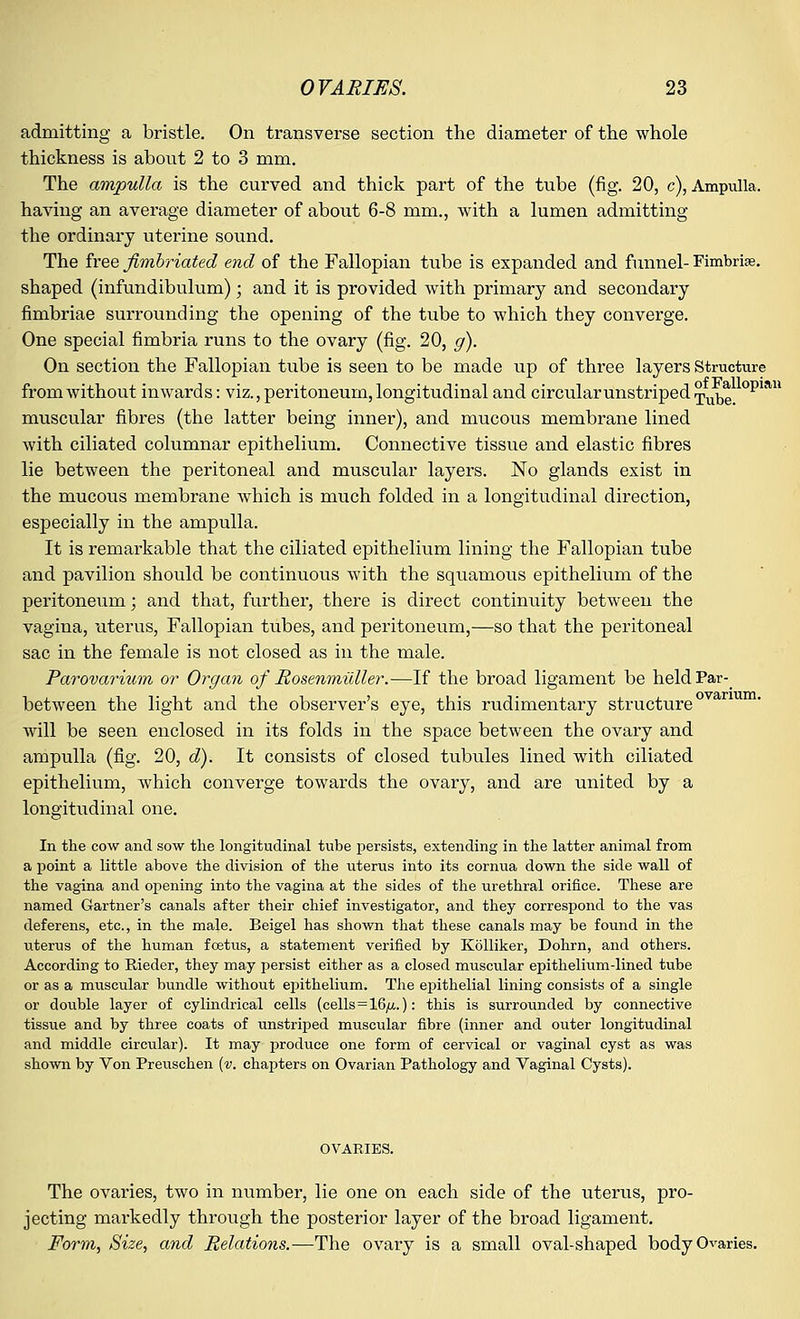 admitting a bristle. On transverse section the diameter of the whole thickness is about 2 to 3 mm. The ampulla is the curved and thick part of the tube (fig. 20, c), Ampulla, having an average diameter of about 6-8 mm., with a lumen admitting the ordinary uterine sound. The free fimbriated end of the Fallopian tube is expanded and funnel- Fimbriae, shaped (infundibulum); and it is provided with primary and secondary fimbriae surrounding the opening of the tube to which they converge. One special fimbria runs to the ovary (fig. 20, g). On section the Fallopian tube is seen to be made up of three layers Structure from without inwards: viz., peritoneum, longitudinal and circularunstriped Tube opia,n muscular fibres (the latter being inner), and mucous membrane lined with ciliated columnar epithelium. Connective tissue and elastic fibres lie between the peritoneal and muscular layers. No glands exist in the mucous membrane which is much folded in a longitudinal direction, especially in the ampulla. It is remarkable that the ciliated epithelium lining the Fallopian tube and pavilion should be continuous with the squamous epithelium of the peritoneum; and that, further, there is direct continuity between the vagina, uterus, Fallopian tubes, and peritoneum,—so that the peritoneal sac in the female is not closed as in the male. Parovarium or Organ of Rosenmilller.—If the broad ligament be heldPar- between the light and the observer's eye, this rudimentary structure will be seen enclosed in its folds in the space between the ovary and ampulla (fig. 20, d). It consists of closed tubules lined with ciliated epithelium, which converge towards the ovary, and are united by a longitudinal one. In the cow and sow the longitudinal tube persists, extending in the latter animal from a point a little above the division of the uterus into its cornua down the side wall of the vagina and opening into the vagina at the sides of the urethral orifice. These are named Gartner's canals after their chief investigator, and they correspond to the vas deferens, etc., in the male. Beigel has shown that these canals may be found in the uterus of the human foetus, a statement verified by Kolliker, Dohrn, and others. According to Rieder, they may persist either as a closed muscular epithelium-lined tube or as a muscular bundle without epithelium. Tiie epithelial lining consists of a single or double layer of cylindrical cells (cells=16/*.): this is surrounded by connective tissue and by three coats of unstriped muscular fibre (inner and outer longitudinal and middle circular). It may produce one form of cervical or vaginal cyst as was shown by Von Preuschen (v. chapters on Ovarian Pathology and Vaginal Cysts). The ovaries, two in number, lie one on each side of the uterus, pro- jecting markedly through the posterior layer of the broad ligament. Form, Size, and Relations.—The ovary is a small oval-shaped body Ovaries.
