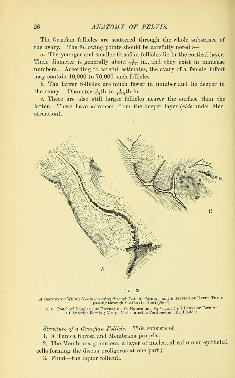 The Graafian follicles are scattered through the whole substance of the ovary. The following points should be carefully noted:— a. The younger and smaller Graafian follicles lie in the cortical layer. Their diameter is generally about t^q in., and they exist in immense numbers. According to careful estimates, the ovary of a female infant may contain 40,000 to 70,000 such follicles. b. The larger follicles are much fewer in number and lie deeper in the ovary. Diameter gVtb. to T^th in. c. There are also still larger follicles nearer the surface than the latter. These have advanced from the deeper layer [vide under Men- struation). Fig. 23. A Section of Whole Vagina passing through Lateral Fornix ; and B Section of Upper Third passing through the Cervix Uteri (Hart). p. D. Pouch of Douglas ; ut Uterus ; o e Os Externum; Vg Vagina ; p f Posterior Fornix ; a f Anterior Fornix ; V.u.p. Vesieo-uterine Peritoneum ; Bl. Bladder. Structure of a Graafian Follicle. This consists of 1. A Tunica fibrosa and Membrana propria; 2. The Membrana granulosa, a layer of nucleated columnar epithelial cells forming the discus proligerus at one part; 3. Fluid—the liquor folliculi.