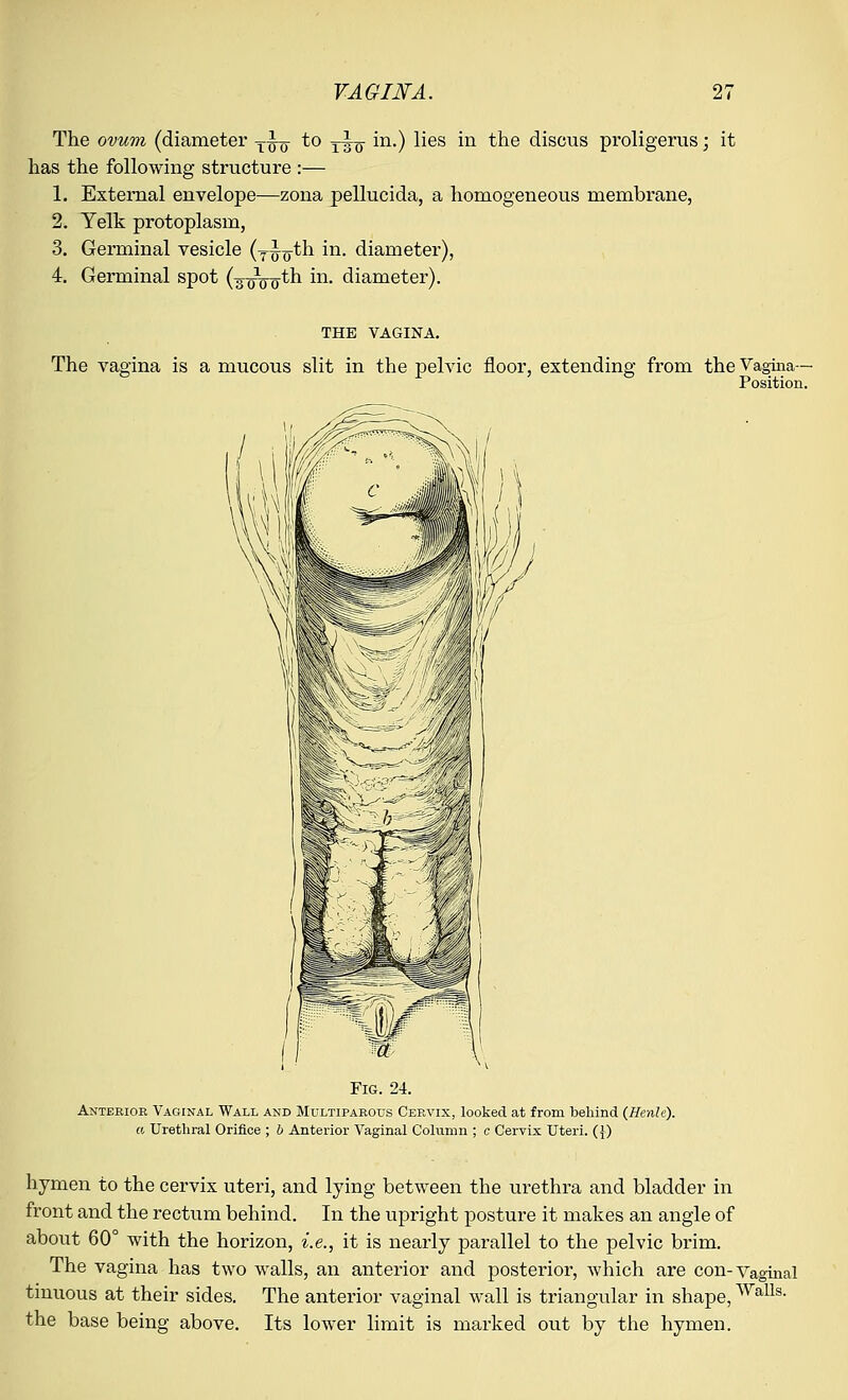 The ovum (diameter T^ru to yi^ in.) lies in the discus proligerus; it has the following structure :— 1. External envelope—zona pellucida, a homogeneous membrane, 2. Yelk protoplasm, 3. Germinal vesicle (Ti„th in. diameter), 4. Germinal spot (^oVo^^1 m- diameter). THE VAGINA. The vagina is a mucous slit in the pelvic floor, extending from the Vagina- Position. Fig. 24. Anterior Vaginal Wall and Multiparous Cervix, looked at from behind (Henle). a Urethral Orifice ; b Anterior Vaginal Column ; c Cervix Uteri. ({) hymen to the cervix uteri, and lying between the urethra and bladder in front and the rectum behind. In the upright posture it makes an angle of about 60° with the horizon, i.e., it is nearly parallel to the pelvic brim. The vagina has two walls, an anterior and posterior, which are con-Vaginal tinuous at their sides. The anterior vaginal wall is triangular in shape,Walls- the base being above. Its lower limit is marked out by the hymen.