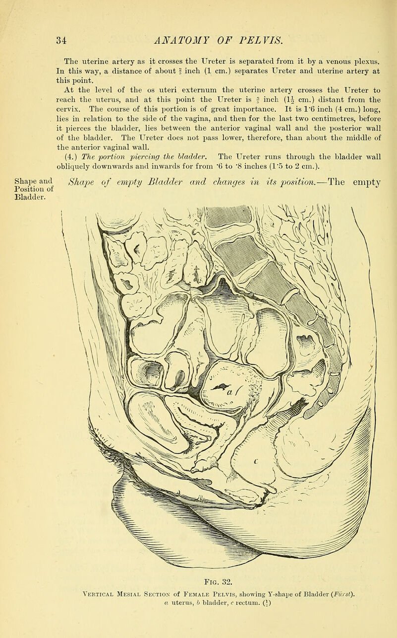 The uterine artery as it crosses the Ureter is separated from it by a venous plexus. In this way, a distance of about § inch (1 cm.) separates Ureter and uterine artery at this point. At the level of the os uteri externum the uterine artery crosses the Ureter to reach the uterus, and at this point the Ureter is § inch (1| cm.) distant from the cervix. The course of this portion is of great importance. It is 1'6 inch (4 cm.) long, . lies in relation to the side of the vagina, and then for the last two centimetres, before it pierces the bladder, lies between the anterior vaginal wall and the posterior wall of the bladder. The Ureter does not pass lower, therefore, than about the middle of the anterior vaginal wall. (4.) The portion piercing the bladder. The Ureter runs through the bladder wall obliquely downwards and inwards for from *6 to '8 inches (1 5 to 2 cm.). Shape and Shape of empty Bladder and changes in its position.—The empty Position of Bladder. Fig. 32. Vertical Mesial Section of Female Pelvis, showing Y-shape of Bladder (Filrst). a uterus, b bladder, c rectum. (1)