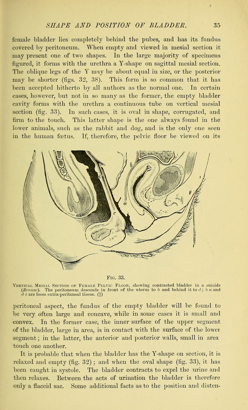 female bladder lies completely behind the pubes, and has its fundus covered by peritoneum. When empty and viewed in mesial section it may present one of two shapes. In the large majority of specimens figured, it forms with the urethra a Y-shape on sagittal mesial section. The oblique legs of the Y may be about equal in size, or the posterior may be shorter (figs. 32, 38). This form is so common that it has been accepted hitherto by all authors as the normal one. In certain cases, however, but not in so many as the former, the empty bladder cavity forms with the urethra a continuous tube on vertical mesial section (fig. 33). In such cases, it is oval in shape, corrugated, and firm to the touch. This latter shape is the one always found in the lower animals, such as the rabbit and dog, and is the only one seen in the human foetus. If, therefore, the pelvic floor be viewed on its Fig. 33. Vertical Mesial Section of Female Pelvic Floor, showing contracted bladder in a suicide (Braune). The peritoneum descends in front of the uterus to b and behind it to d ; b a and d c are loose extra-peritoneal tissue. (|) peritoneal aspect, the fundus of the empty bladder will be found to be very often large and concave, while in some cases it is small and •convex. In the former case, the inner surface of the upper segment of the bladder, large in area, is in contact with the surface of the lower segment; in the latter, the anterior and posterior walls, small in area touch one another. It is probable that when the bladder has the Y-shape on section, it is relaxed and empty (fig. 32); and when the oval shape (fig. 33), it has been caught in systole. The bladder contracts to expel the urine and then relaxes. Between the acts of urination the bladder is therefore ■only a flaccid sac. Some additional facts as to the position and disten-