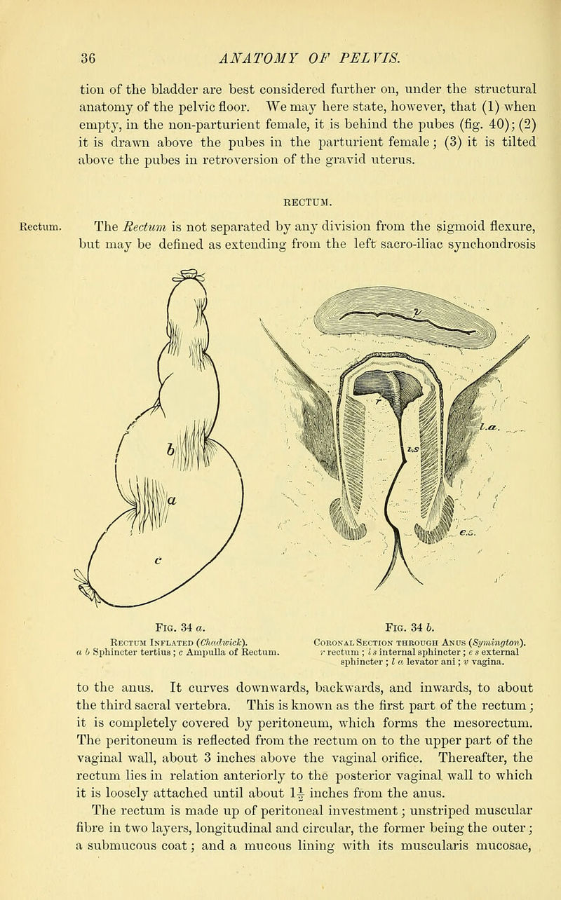 tion of the bladder are best considered further on, under the structural anatomy of the pelvic floor. We may here state, however, that (1) when empty, in the non-parturient female, it is behind the pubes (fig. 40); (2) it is drawn above the pubes in the parturient female; (3) it is tilted above the pubes in retroversion of the gravid uterus. RECTUM. Rectum. The Rectum is not separated by any division from the sigmoid flexure, but may be defined as extending from the left sacro-iliac synchondrosis Fig. 34 a. Rectum Inflated (Chadioick). a 0 Sphincter tertius ; c Ampulla of Rectum. Fig. 34 6. Coronal Section through Anus (Symington). r rectum ; i s internal sphincter ; e s external sphincter ; I a levator ani; v vagina. to the anus. It curves downwards, backwards, and inwards, to about the third sacral vertebra. This is known as the first part of the rectum; it is completely covered by peritoneum, which forms the mesorectum. The peritoneum is reflected from the rectum on to the upper part of the vaginal wall, about 3 inches above the vaginal orifice. Thereafter, the rectum lies in relation anteriorly to the posterior vaginal wall to which it is loosely attached until about 1-| inches from the anus. The rectum is made up of peritoneal investment; unstriped muscular fibre in two layers, longitudinal and circular, the former being the outer; a submucous coat; and a mucous lining with its muscularis mucosae,