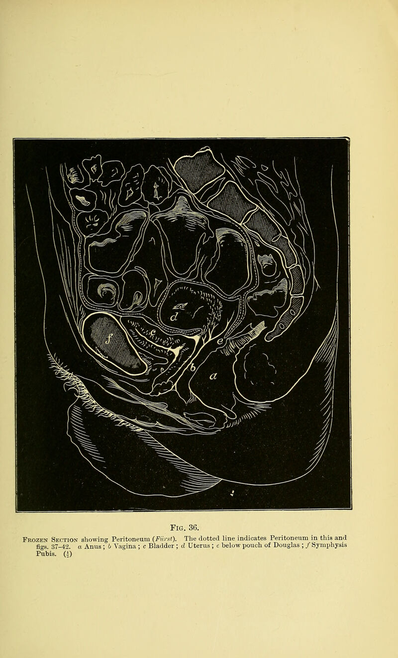 Fig. 36. Frozen Section showing Peritoneum (Fiirst). The dotted line indicates Peritoneum in this and figs. 37-42. a Anus; l> Vagina ; c Bladder ; d Uterus; e below pouch of Douglas ; / Symphysis Pubis. (4)