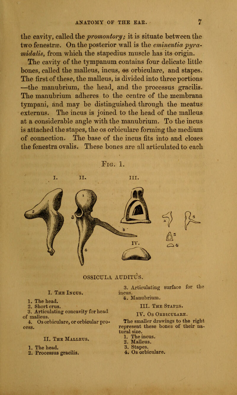 tlie cavity, called the promontory; it is situate between the two fenestra?. On the posterior wall is the eminentia jpyra- midalis, from which the stapedius muscle has its origin. The cavity of the tympanum contains four delicate little bones, called the malleus, incus, os orbiculare, and stapes. The first of these, the malleus, is divided into three portions —the manubrium, the head, and the processus gracilis. The manubrium adheres to the centre of the membrana tympani, and may be distinguished through the meatus externus. The incus is joined to the head of the malleus at a considerable angle with the manubrium. To the incus is attached the stapes, the os orbiculare forming the medium of connection. The base of the incus fits into and closes the fenestra ovalis. These bones are all articulated to each Fig. i. ii. OSSICULA AUDIT!?S I. The Incus. 1. The head. 2. Short crus. 3. Articulating concavity for head of malleus. 4. Os orbiculare, or orbicular pro- cess. II. The Malleus. 1. The head. 2. Processus gracilis. 3. Articulating surface for the incus. 4. Manubrium. III. The Stapes. IV. Os Orbiculare. The smaller drawings to the right represent these bones of their na- tural size. 1. The incus. 2. Malleus. 3. Stapes. 4. Os orbiculare.