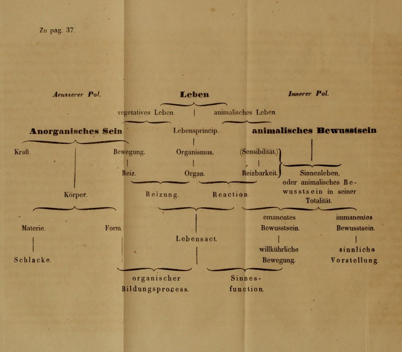 Zu pag. 37 Aetisserer Pol. Leben bmerer Pol. vegetatives Leben animalisches Leben. Anorganisches Sein Lebensprincip. animalisches Bewusstsein *—; N i Krall Bewegung. Organismus. (Sensibilität.)l I . I „ I Reiz Organ. Reizbarkeit.J Sinnenleben, ' ■■ ■>■''' oder animalisches Be- Körper. Reizung. Reaction. wusstsein in seiner Totalität. Materie. Schlacke. Form Lebensact, emanentes Bewusstsein. I willkührhche Bewegung. immanentes Bewusstsein. I sinnliche Vorstellung. organischer Bildungsprocess. Sinnes- fun et ion.