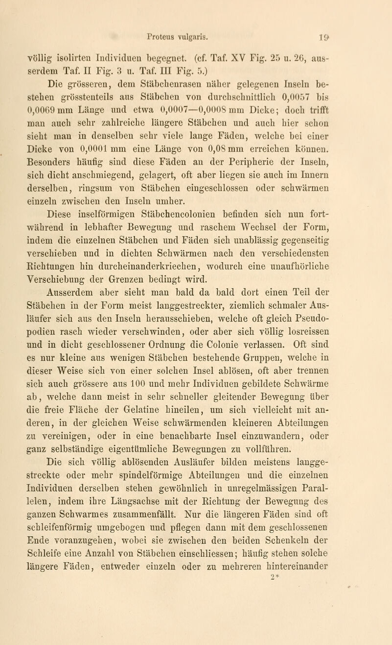 Völlig isolirten Individuen begegnet, (cf. Taf. XV Fig. 25 u. 2G, aus- serdem Taf. 11 Fig. 'S u. Taf. III Fig. :>.) Die grösseren, dem Stäbchenrasen näher gelegenen Inseln be- stehen grösstenteils aus Stäbchen von durchschnittlich 0,0057 bis 0,0069 mm Länge und etwa 0,0007—0,0008 mm Dicke; doch trifft man auch sehr zahlreiche längere Stäbchen und auch hier schon sieht man in denselben sehr viele lange Fäden, Vielehe bei einer Dicke von 0,0001 mm eine Länge von 0,08 mm erreichen können. Besonders häufig sind diese Fäden an der Peripherie der Inseln, sich dicht anschmiegend, gelagert, oft aber liegen sie auch im Innern derselben, ringsum von Stäbchen eingeschlossen oder schwärmen einzeln zwischen den Inseln umher. Diese inselförmigen Stäbchencolonien befinden sich nun fort- während in lebhafter Bewegung und raschem Wechsel der Form, indem die einzelnen Stäbchen und Fäden sich unablässig gegenseitig verschieben und in dichten Schwärmen nach den verschiedensten Kichtungen hin durcheinanderkriechen, wodurch eine unaufhörliche Verschiebung der Grenzen bedingt wird. Ausserdem aber sieht man bald da bald dort einen Teil der Stäbchen in der Form meist langgestreckter, ziemlich schmaler Aus- läufer sich aus den Inseln herausschieben, welche oft gleich Pseudo- podien rasch wieder verschwinden, oder aber sich völlig losreissen und in dicht geschlossener Ordnung die Colonie verlassen. Oft sind es nur kleine aus wenigen Stäbchen bestehende Gruppen, welche in dieser Weise sich von einer solchen Insel ablösen, oft aber trennen sich auch grössere aus 100 und mehr Individuen gebildete Schwärme ab, welche dann meist in sehr schneller gleitender Bewegung über die freie Fläche der Gelatine hineilen, um sich vielleicht mit an- deren, in der gleichen Weise schwärmenden kleineren Abteilungen zu vereinigen, oder in eine benachbarte Insel einzuwandern, oder ganz selbständige eigentümliche Bewegungen zu vollführen. Die sich völlig ablösenden Ausläufer bilden meistens langge- streckte oder mehr spindelförmige Abteilungen und die einzelnen Individuen derselben stehen gewöhnlich in unregelmässigen Paral- lelen, indem ihre Längsachse mit der Kichtung der Bewegung des ganzen Schwarmes zusammenfällt. Nur die längeren Fäden sind oft schleifenförmig umgebogen und pflegen dann mit dem geschlossenen Ende voranzugehen, wobei sie zwischen den beiden Schenkeln der Schleife eine Anzahl von Stäbchen einschliessen; häufig stehen solche längere Fäden, entweder einzeln oder zu mehreren hintereinander