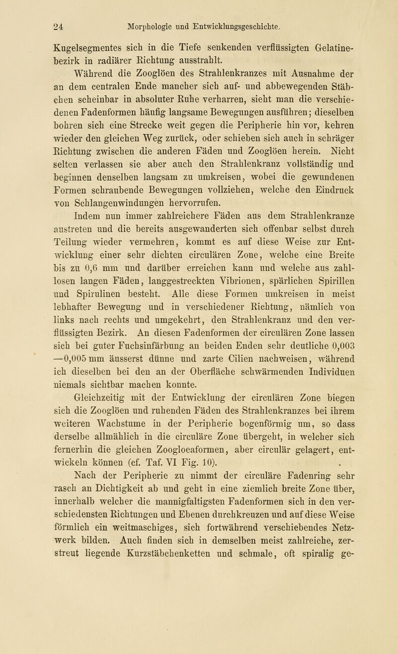 Kugelsegmentes sich in die Tiefe senkenden verflüssigten Gelatine- bezirk in radiärer Kichtung ausstrahlt. Während die Zooglöen des Strahlenkranzes mit Ausnahme der an dem centralen Ende mancher sich auf- und abbewegenden Stäb- chen scheinbar in absoluter Ruhe verharren, sieht man die verschie- denen Fadenformen häufig langsame Bewegungen ausführen; dieselben bohren sich eine Strecke weit gegen die Peripherie hin vor, kehren wieder den gleichen Weg zurück, oder schieben sich auch in schräger Richtung zwischen die anderen Fäden und Zooglöen herein. Nicht selten verlassen sie aber auch den Strahlenkranz vollständig und beginnen denselben langsam zu umkreisen, wobei die gewundenen Formen schraubende Bewegungen vollziehen, welche den Eindruck von Schlangenwindungen hervorrufen. Indem nun immer zahlreichere Fäden aus dem Strahlenkranze austreten und die bereits ausgewanderten sich offenbar selbst durch Teilung wieder vermehren, kommt es auf diese Weise zur Ent- wicklung einer sehr dichten circulären Zone, welche eine Breite bis zu 0,6 mm und darüber erreichen kann und welche aus zahl- losen langen Fäden, langgestreckten Vibrionen, spärlichen Spirillen und Spirulinen besteht. Alle diese Formen umkreisen in meist lebhafter Bewegung und in verschiedener Richtung, nämlich von links nach rechts und umgekehrt, den Strahlenkranz und den ver- flüssigten Bezirk. An diesen Fadenformen der circulären Zone lassen sich bei guter Fuchsinfärbung an beiden Enden sehr deutliche 0,003 —0,005 mm äusserst dünne und zarte Cilien nachweisen, während ich dieselben bei den an der Oberfläche schwärmenden Individuen niemals sichtbar machen konnte. Gleichzeitig mit der Entwicklung der circulären Zone biegen sich die Zooglöen und ruhenden Fäden des Strahlenkranzes bei ihrem weiteren Wachstume in der Peripherie bogenförmig um, so das» derselbe allmählich in die circuläre Zone übergeht, in welcher sich fernerhin die gleichen Zoogloeaformen, aber circulär gelagert, ent- wickeln können (cf. Taf. VI Fig. 10). Nach der Peripherie zu nimmt der circuläre Fadenring sehr rasch an Dichtigkeit ab und geht in eine ziemlich breite Zone über, innerhalb welcher die mannigfaltigsten Fadenformen sich in den ver- schiedensten Richtungen und Ebenen durchkreuzen und auf diese Weise förmlich ein weitmaschiges, sich fortwährend verschiebendes Netz- werk bilden. Auch finden sich in demselben meist zahlreiche, zer- streut liegende Kurzstäbchenketten und schmale, oft spiralig ge-