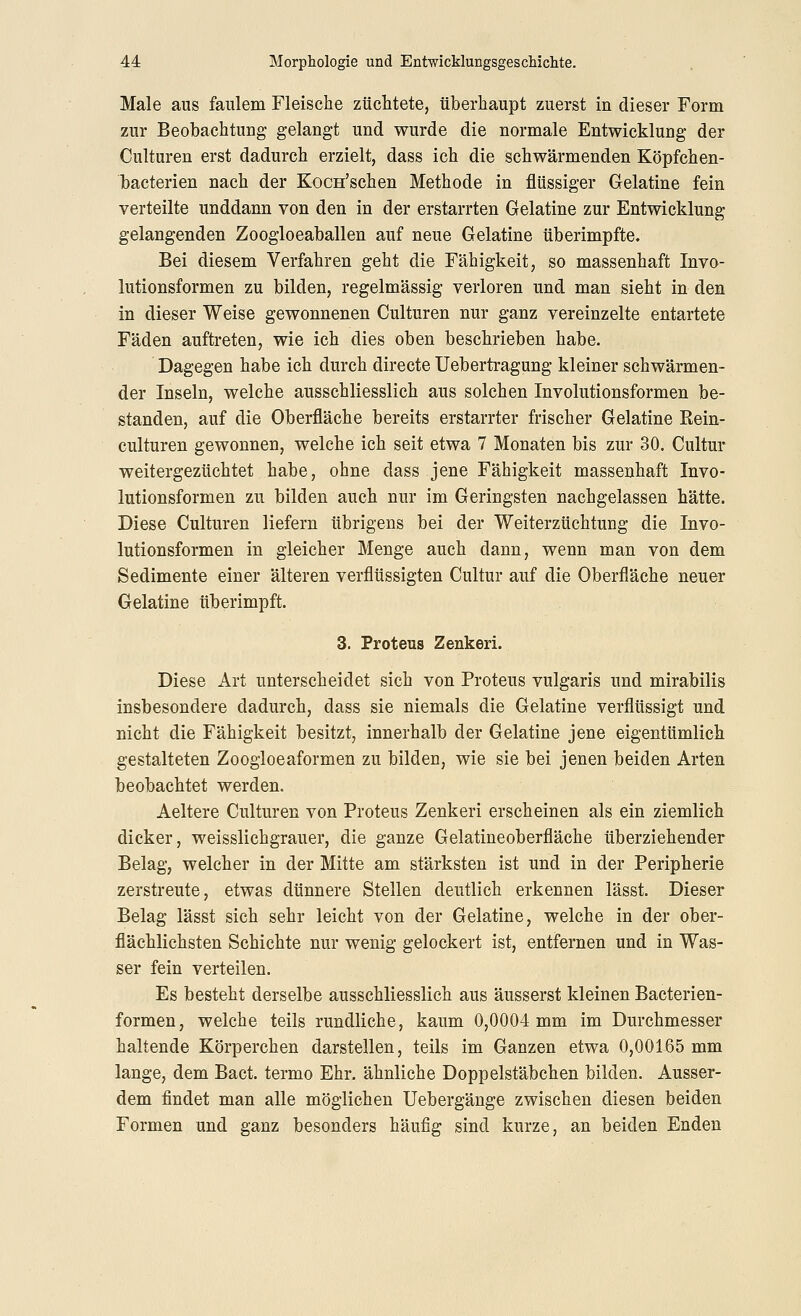 Male aus faulem Fleische züchtete, überhaupt zuerst in dieser Form zur Beobachtung gelangt und wurde die normale Entwicklung der Culturen erst dadurch erzielt, dass ich die schwärmenden Köpfchen- bacterien nach der Kocn'schen Methode in flüssiger Gelatine fein verteilte unddann von den in der erstarrten Gelatine zur Entwicklung gelangenden Zoogloeaballen auf neue Gelatine überimpfte. Bei diesem Verfahren geht die Fähigkeit, so massenhaft Invo- lutionsformen zu bilden, regelmässig verloren und man sieht in den in dieser Weise gewonnenen Culturen nur ganz vereinzelte entartete Fäden auftreten, wie ich dies oben beschrieben habe. Dagegen habe ich durch directe Uebertragung kleiner schwärmen- der Inseln, welche ausschliesslich aus solchen Involutionsformen be- standen, auf die Oberfläche bereits erstarrter frischer Gelatine Rein- culturen gewonnen, welche ich seit etwa 7 Monaten bis zur 30. Cultur weitergezüchtet habe, ohne dass jene Fähigkeit massenhaft Invo- lutionsformen zu bilden auch nur im Geringsten nachgelassen hätte. Diese Culturen liefern übrigens bei der Weiterzüchtung die Invo- lutionsformen in gleicher Menge auch dann, wenn man von dem Sedimente einer älteren verflüssigten Cultur auf die Oberfläche neuer Gelatine tiberimpft. 3. Proteus Zenker!. Diese Art unterscheidet sich von Proteus vulgaris und mirabilis insbesondere dadurch, dass sie niemals die Gelatine verflüssigt und nicht die Fähigkeit besitzt, innerhalb der Gelatine jene eigentümlich gestalteten Zoogloeaformen zu bilden, wie sie bei jenen beiden Arten beobachtet werden. Aeltere Culturen von Proteus Zenkeri erscheinen als ein ziemlich dicker, weisslichgrauer, die ganze Gelatineoberfläche überziehender Belag, welcher in der Mitte am stärksten ist und in der Peripherie zerstreute, etwas dünnere Stellen deutlich erkennen lässt. Dieser Belag lässt sich sehr leicht von der Gelatine, welche in der ober- flächlichsten Schichte nur wenig gelockert ist, entfernen und in Was- ser fein verteilen. Es besteht derselbe ausschliesslich aus äusserst kleinen Bacterien- formen, welche teils rundliche, kaum 0,0004 mm im Durchmesser haltende Körperchen darstellen, teils im Ganzen etwa 0,00165 mm lange, dem Bact. termo Ehr. ähnliche Doppelstäbchen bilden. Ausser- dem findet man alle möglichen Uebergänge zwischen diesen beiden Formen und ganz besonders häufig sind kurze, an beiden Enden