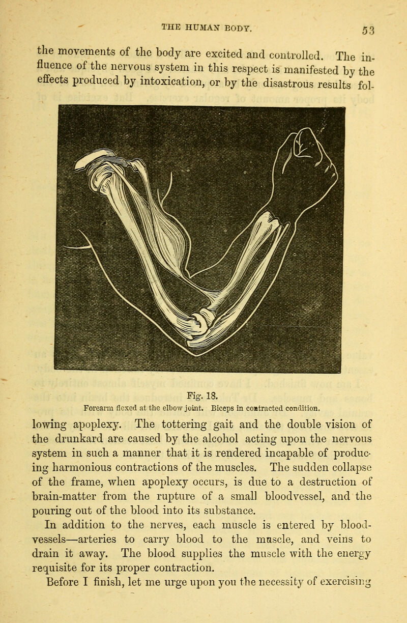 the movements of the body are excited and controlled. The in- fluence of the nervous system in this respect is manifested by the effects produced by intoxication, or by the disastrous results fol- Fig. 18. Forearm flexed at the elbow joint. Biceps in coatracted condition. lowing apoplexy. The tottering gait and the double vision of the drunkard are caused by the alcohol acting upon the nervous system in such a manner that it is rendered incapable of produc- ing harmonious contractions of the muscles. The sudden collapse of the frame, when apoplexy occurs, is due to a destruction of brain-matter from the rupture of a small bloodvessel, and the pouring out of the blood into its substance. In addition to the nerves, each muscle is entered by blood- vessels—arteries to carry blood to the muscle, and veins to drain it away. The blood supplies the muscle with the energy requisite for its proper contraction. Before I finish, let me urge upon you the necessity of exercising