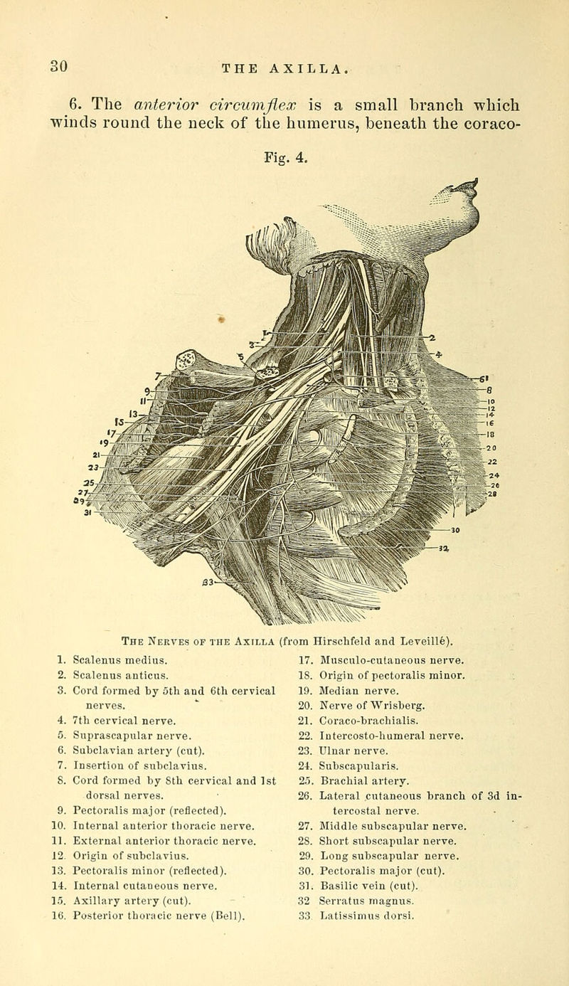 6. The anterior circumjiex is a small branch which winds round the neck of the humerus, beneath the coraco- Fig. 4. The Nerves of the Axilla Scalenus medius. Scalenus anticus. Cord formed by oth and 6tli cervical nerves. 7tli cervical nerve. Suprascapular nerve. Subclavian artery (cut). Insertion of subclavius. Cord formed by Stb cervical and 1st dorsal nerves. Pectoralis major (reflected). Internal anterior tboracic nerve. External anterior thoracic nerve. Origin of subclavius. Pectoralis minor (reflected). Internal cutaneous nerve. Axillary artery (cut). Posterior thoi'acic nerve (Bell). (from : Hirschfeld and Leveille). 17. Musoulo-cutaneous nerve. IS. Origin of pectoralis minor. 19. Median nerve. 20. K'erve of Wrisberg. 21. Coraco-brachialis. 22. Intercosto-humeral nerve. 23. Ulnar nerve. 21. Subscapularis. 25. Brachial artery. 26. Lateral cutaneous branch of 3d in- tercostal nerve. 27. Middle subscapular nerve. 28. Short subscapular nerve. 29. Long subscapular nerve. 30. Pectoralis major (cut). 31. Basilic vein (cut). 32 Serratus magnus. 33 Latissimus dorsi.