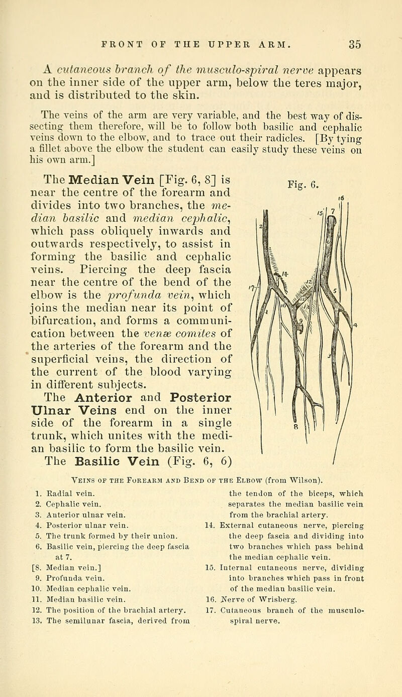 A cutaneous branch of the musculo-spiral nerve appears on the inner side of the upper arm, below the teres major, and is distributed to the skin. The veins of the arm are very variable, and the best way of dis- secting them therefore, will be to follow both basilic and cephalic veins down to the elbow, and to trace out their radicles. [By tying a fillet above the elbow the student can easily study these veins on his own arm.] The Median Vein [Fig. 6, 8] is near the centre of the forearm and divides into two branches, the me- dian basilic and median cephalic, which pass obliquel^'^ inwards and outwards respectively, to assist in forming the basilic and cephalic veins. Piercing the deep fascia near the centre of the bend of the elbow is the profunda vein, which joins the median near its point of bifurcation, and forms a communi- cation between the vense comites of the arteries of the forearm and the superficial veins, the direction of the current of the blood varying in different subjects. The Anterior and Posterior Ulnar Veins end on the inner side of the forearm in a single trunk, which unites with the medi- an basilic to form the basilic vein. The Basilic Vein (Fig. 6, 6) Fig. 6. Veins of the Forearm and Bend of 1. Radial vein. 2. Cephalic vein. 3. Anterior ulnar vein. 4. Posterior ulnar vein. 5. The trunk formed hj their union. 6. Basilic vein, piercing the deep fascia at 7. [8. Median vein.] 9. Profunda vein. 10. Median cephalic vein. 11. Median basilic vein. 12. The position of the brachial artery. 13. The semilunar fascia, derived from U. 15. THE Elbow (from Wilson). the tendon of the biceps, virhich separates the median basilic vein from the brachial artery. External cutaneous nerve, piercing the deep fascia and dividing into two branches which pass behind the median cephalic vein. Internal cutaneous nerve, dividing into branches which pass in front of the median basilic vein. jServe of Wrisberg. Cutaneous branch of the musculo- spiral nerve.