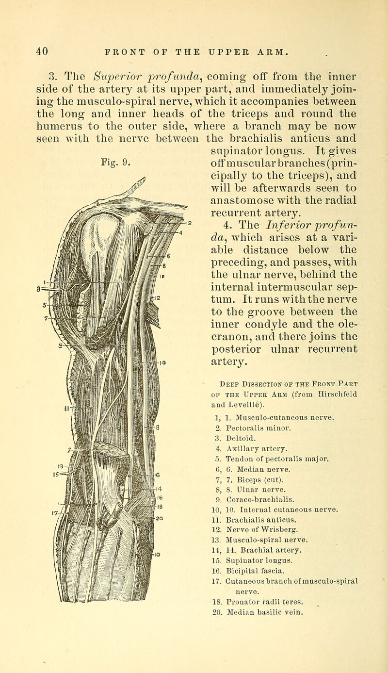 3. The Superior profunda^ coming off from the inner side of the arteiy at its upper part, and immediately join- ing the mnsculo-spiral nerve, which it accompanies between the long and inner heads of the triceps and round the humerus to the outer side, where a branch may be now seen with the nerve between the brachialis anticus and supinator longus. It gives Fig. 9. off muscular branches (pi'in- cipally to the triceps), and will be afterwards seen to anastomose with the radial recurrent artery. 4. The Inferior profun- da^ which arises at a vari- able distance below the preceding, and passes, with the ulnar nerve, behind the internal intermuscular sep- tum. It runs with the nerve to the groove between the inner condyle and the ole- cranon, and there joins the posterior ulnar recurrent artery. Deep Dissection of the Front Part OP THE Upper Arm (from Hirsclifeld and Leveille). 1. 1. Musculo-cutaneous nerve. 2. Pectoralis minor. 3. Deltoid. 4. Axillary artery. 5. Tendon of pectoralis major. 6. 6. Median nerve. 7. 7. Biceps (cut). 8. 8. Ulnar nerve. 9. Coraco-ferachialis. 10. 10. Internal cutaneous nerve. 11. Brachialis anticus. 12. Nerve of Wrisberg. 13. Musculo-spiral nerve. 11, 11. Brachial artery. 15. Supinator longus. 16. Bicipital fascia. 17. Cutaneous branch of musculo-spiral nerve. 18. Pronator radii teres. 20. Median basilic vein.
