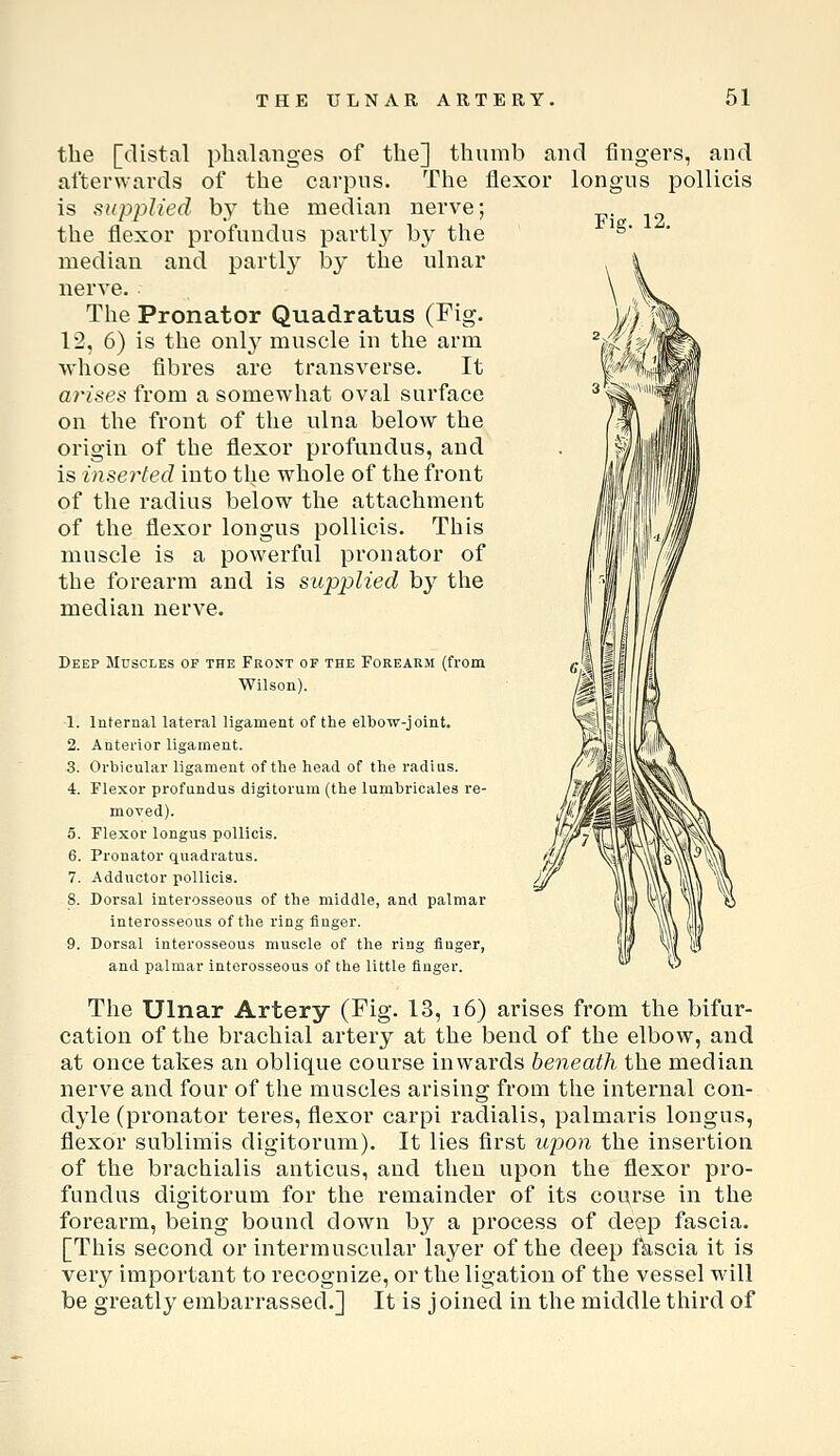 Fig. 12. the [distal phalanges of the] thumb and fingers, and afterwards of the carpus. The flexor longus pollicis is supplied by the median nerve; the flexor profundus partly by the median and partly by the ulnar nerve. The Pronator Quadratus (Fig. 12, 6) is the onl} muscle in the arm whose fibres are transverse. It arises from a somewhat oval surface on the front of the ulna below the origin of the flexor profundus, and is inserted into the whole of the front of the radius below the attachment of the flexor longus pollicis. This muscle is a powerful pronator of the forearm and is supplied by the median nerve. Deep Muscles of the Front of the Forearm (from Wilson). 1. Internal lateral ligament of the elljow-joint. 2. Anterior ligament. 3. Orbicular ligament of the head of the radius. 4. Flexor profundus digitorum (the lumbricales re- moved). 5. Flexor longus pollicis. 6. Pronator quadratus. 7. Adductor pollicis. 8. Dorsal interosseous of the middle, and palmar interosseous of the ring finger. 9. Dorsal interosseous muscle of the ring finger, and palmar interosseous of the little finger. The Ulnar Artery (Fig. 13, i6) arises from the bifur- cation of the brachial artery at the bend of the elbow, and at once takes an oblique course inwards beneath the median nerve and four of the muscles arising from the internal con- dyle (pronator teres, flexor carpi radialis, palmaris longus, flexor sublimis digitorum). It lies first upion the insertion of the brachialis anticus, and then upon the flexor pro- fundus digitorum for the remainder of its course in the foreai'm, being bound down by a process of deep fascia. [This second or intermuscular layer of the deep fkscia it is very important to recognize, or the ligation of the vessel will be greatly embarrassed.] It is joined in the middle third of
