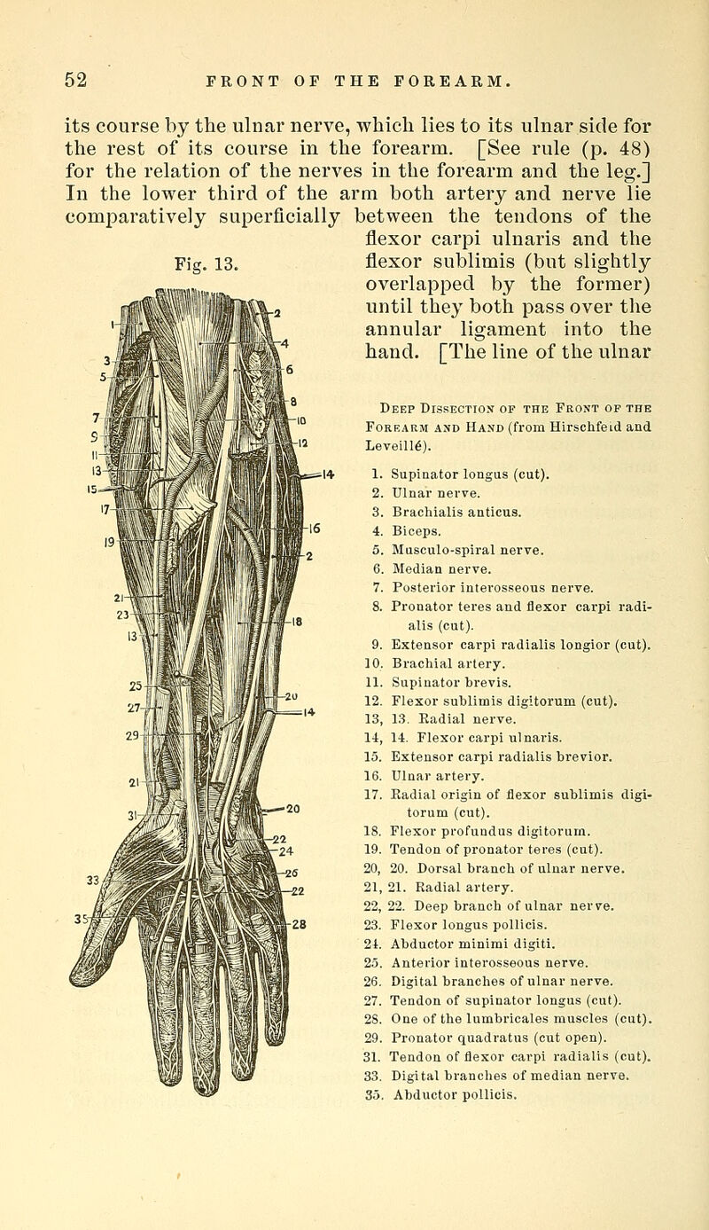 its course by the ulnar nerve, which lies to its ulnar side for the rest of its course in the forearm. [See rule (p. 48) for the relation of the nerves in the forearm and the leg.] In the lower third of the arm both artery and nerve lie comparatively superficially between the tendons of the flexor carpi ulnaris and the Fig. 13. flexor sublimis (but slightly overlapped by the former) until they both pass over tlie annular ligament into the hand. [The line of the ulnar Deep Dissection op the Front of the Forearm and Hand (from Hirschfeid and LeveilI6). Supinator longus (cut). Ulnar nerve. Brachialis anticus. Biceps. Musculo-spiral nerve. Median nerve. Posterior interosseous nerve. Pronator teres and flexor carpi radi- alis (cut). Exten.sor carpi radialis longior (cut). Brachial artery. Supinator brevis. Flexor sublimis digitorum (cut). 13. Radial nerve. 14. Flexor carpi ulnaris. Extensor carpi radialis brevior. Ulnar artery. Radial origin of flexor sublimis digi- torum (cut). Flexor profundus digitorum. Tendon of pronator teres (cut). 20. Dorsal branch of ulnar nerve. 21. Radial artery. 22. Deep branch of ulnar nerve. Flexor longus poUicis. Abductor minimi digiti. Anterior interosseous nerve. Digital branches of ulnar nerve. Tendon of supinator longus (cut). One of the lumbricales muscles (cut). Pronator quadratus (cut open). Tendon of flexor carpi radialis (cut). Digital branches of median nerve. Abductor poUicis.