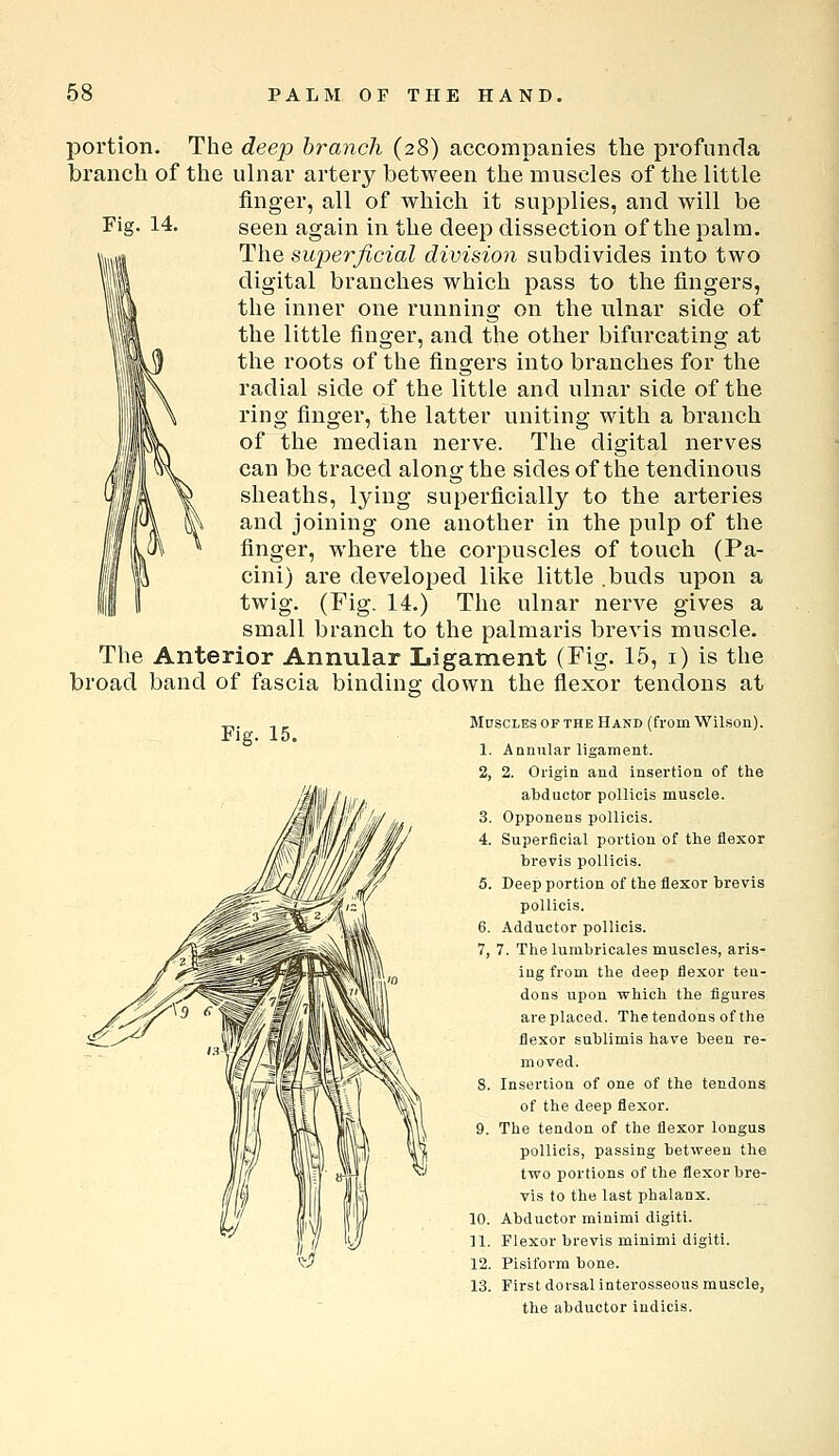 Fig. 14. portion. The deep branch (28) accompanies the profunda branch of the ulnar artery between the muscles of the little finger, all of which it supplies, and will be seen again in the deep dissection of the palm. The superficial division subdivides into two digital branches which pass to the fingers, the inner one running on the ulnar side of the little finger, and the other bifurcating at the roots of the fingers into branches for the radial side of the little and ulnar side of the ring finger, the latter uniting with a branch of the median nerve. The digital nerves can be traced along the sides of the tendinous sheaths, lying superficially to the arteries and joining one another in the pulp of the finger, where the corpuscles of touch (Pa- cini) are developed like little .buds upon a twig. (Fig. 14.) The ulnar nerve gives a small branch to the palmaris brevis muscle. The Anterior Annular Ligament (Fig. 15, i) is the broad band of fascia binding down the flexor tendons at Fig. 15. Mdscles of the Hand (from Wilson). 1. A Qnular ligament. 2. 2. Origin and insertion of the abductor pollicis muscle. 3. Opponens pollicis. 4. Superficial portion of the flexor brevis pollicis. 5. Deep portion of the flexor brevis pollicis. 6. Adductor pollicis. 7. 7. The lumbricales muscles, aris- ing from the deep flexor ten- dons upon which the figures are placed. The tendons of the flexor snblimis have been re- moved. 8. Insertion of one of the tendons of the deep flexor. 9. The tendon of the flexor longus pollicis, passing between the two portions of the flexor bre- vis to the last phalanx. 10. Abductor minimi digiti. 11. Flexor brevis minimi digiti. 12. Pisiform bone. 13. First dorsal interosseous muscle, the abductor iudicis.