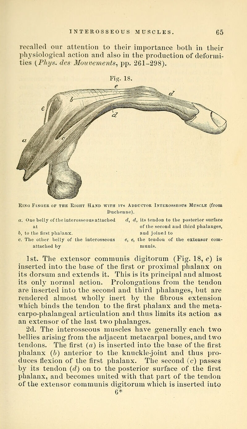recalled onr attention to their importance both in their physiological action and also in the production of deformi- ties {.Phijs. des lIoKvements, pp. 261-298). King Finger of the Right Hand with its Adductor iNTEROssEOca Muscle (from Ducheune). a. Oae belly of tlieiatei'osseous attached d, d, its tendon to the posterior surface at of the second and third phalanges, b. to the first phalanx. and joined to c. The other helly of the interosseous e, e, the tendon of the extensor corn- attached by munis. 1st. The extensor communis digitorum (Fig. 18, e) is inserted into the base of the first or proximal phalanx on its dorsum and extends it. This is its principal and almost its onl}^ normal action. Prolongations from the tendon are inserted into the second and third phalanges, but are rendered almost wholly inert by the fibrous extension which binds the tendon to the first phalanx and the meta- carpo-phalangeal articulation and thus limits its action as an extensor of the last two phalanges. 2d. The interosseous muscles have generally each two bellies arising from the adjacent metacarpal bones, and two tendons. The first (a) is inserted into the base of the first phalanx (b) anterior to the knuckle-joint and thus pro- duces flexion of the first phalanx. The second (c) passes by its tendon (d) on to the posterior surface of the first phalanx, and becomes united with that part of the tendon of the extensor communis digitorum which is inserted into 6*