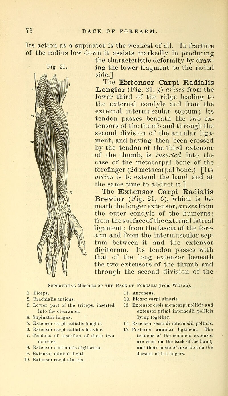 Fig. 21. Its action as a supinator is the weakest of all. In fracture of the radius low down it assists markedly in producing the characteristic deformity by draw- ing the lower fragment to the radial side.] The Extensor Carpi Radialis Longior (Fig. 21, 5) arises from the lower third of the ridge leading to the external condyle and from the external intermuscular septum; its tendon passes beneath the two ex- tensors of the thumb and through the second division of the annular liga- ment, and having then been crossed by the tendon of the third extensor of the thumb, is inserted into the case of the metacarpal bone of the forefinger (2d metacarpal bone.) [Its action is to extend the hand and at the same time to abduct it.] The Extensor Carpi Radialis Brevior (Fig. 21, 6), which is be- neath the longer extensor, arises from the outer condj^le of the humerus; from the surface of the external lateral ligament; from the fascia of the fore- arm and from the intermuscular sep- tum between it and the extensor digitorum. Its tendon passes with that of the long extensor beneath the two extensors of the thumb and throuah the second division of the Superficial Muscles of the 1. Biceps. 2. Brachialis anticus. 3. Lower part of the triceps, inserted into the olecranon. 4. Supinator longus. 5. Extensor carpi radialis longior. 6. Extensor carpi radialis brevior. 7. Tendons of insertion of these two muscles. 8. Extensor communis digitorum. 9. Extensor minimi digiti. 10. Extensor carpi ulnaris. Back op Forearm (from Wilson). IT. Anconeus. 12. Flexor carpi ulnaris. 13. Extensor ossis metacarpi pollicis and extensor primi internodii pollicis lying together. 14. Extensor secundi internodii pollicis. 15. Posterior annular ligament. The tendons of the common extensor are seen on the back of the hand, and their mode of insertion on the dorsum of tlie fingers.