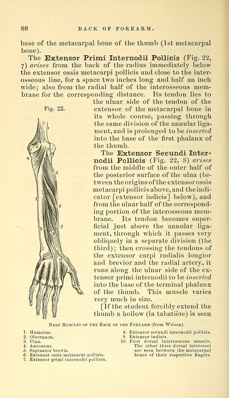 Fig. 22. base of the metacarpal bone of the thumb (1st metacarpal bone). The Extensor Primi Internodii Pollicis (Fig. 22, 7) arises from the back of the radius immediately below the extensor ossis metacarpi pollicis and close to the inter- osseous line, for a space two inches long and half an inch wide; also from the radial half of the interosseous mem- brane for the corresf)onding distance. Its tendon lies to the ulnar side of the tendon of the extensor of the metacarpal bone in its whole course, passing through the same division of the annular liga- ment, and is prolonged to be inserted into the base of the first phalanx of the thumb. The Extensor Seeundi Inter- nodii Pollicis (Fig. 22, 8) arises from the middle of the outer half of the posterior surface of the ulna (be- tween theorigins of the extensor ossis metacarpi pollicis above, and the indi- cator [extensor indicis] below), and from the ulnar half of the correspond- ing portion of the interosseous mem- brane. Its tendon becomes super- ficial just above the annular liga- ment, through which it passes very obliquely in a separate division (the third); then crossing the tendons of the extensor carpi radialis longior and brevior and the radial arter}^, it runs along the ulnar side of the ex- tensor primi internodii to be inserted into the base of the terminal phalanx of the thumb. This muscle varies very much in size. [If the student forcibly extend the thumb a hollow (la tabatiere) is seen Deep Muscles of the Back of the Forearm (from Wilson). 1. Humerus. 2. Olecranon. 3. Ulna. 4. Anconeus. 5. Supinator brevis. 6. Extensor ossis metacarpi pollicis. 7. Extensor primi internodii pollicis. 8. Extensor seeundi internodii pollicis. 9. Extensor indicis. 10. First dorsal interosseous muscle. The other three dorsal interossei are seen between the metacarpal bones of their respective fingers.
