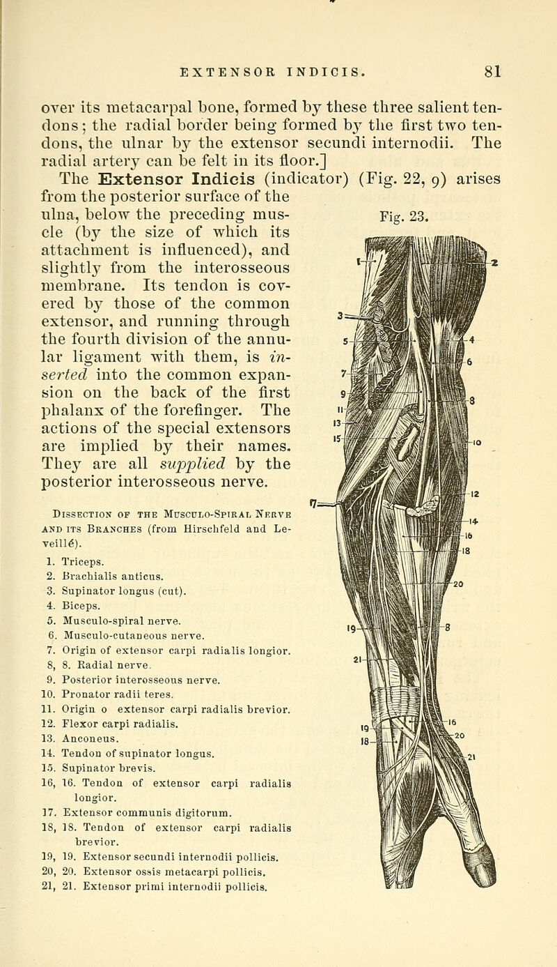 over its metacarpal bone, formed by these three salient ten- dons ; the radial border being formed b}^ the first two ten- dons, the ulnar by the extensor secundi internodii. The radial arterj^ can be felt in its floor.] The Extensor Indieis (indicator) (Fig. 22, 9) arises from the posterior surface of the ulna, below the preceding mus- Fig. 23. cle (b}^ the size of which its attachment is influenced), and slightly from the interosseous membrane. Its tendon is cov- ered b}^ those of the common extensor, and running through the fourth division of the annu- lar ligament with them, is in- serted into the common expan- sion on the back of the first phalanx of the forefinger. The actions of the special extensors are implied by their names. They are all supplied by the posterior interosseous nerve. Dissection of the Muscdlo-Sptral Nerve AND ITS Branches (from Hirschfeld and Le- veill^). 1. Triceps. 2. Brachialis anticus. 3. Supinator longus (cut). 4. Biceps. 5. Musculo-spiral nerve. 6. Musculo-cutaneous nerve. 7. Origin of extensor carpi radialis longior. S, 8. Radial nerve. 9. Posterior interosseous nerve. 10. Pronator radii teres. 11. Origin o extensor carpi radialis brevior. 12. Flexor carpi radialis. 1.3. Anconeus. 14. Tendon of supinator longus. 1.1. Supinator brevis. 16, 16. Tendon of extensor carpi radialis longior. 17, Extensor communis digitorum. 18, 18. Tendon of extensor carpi radialis brevior. 19, 19. Extensor secundi internodii pollicis. 20, 20. Extensor ossis metacarpi pollicis. 21, 21. Extensor prirai internodii pollicis.