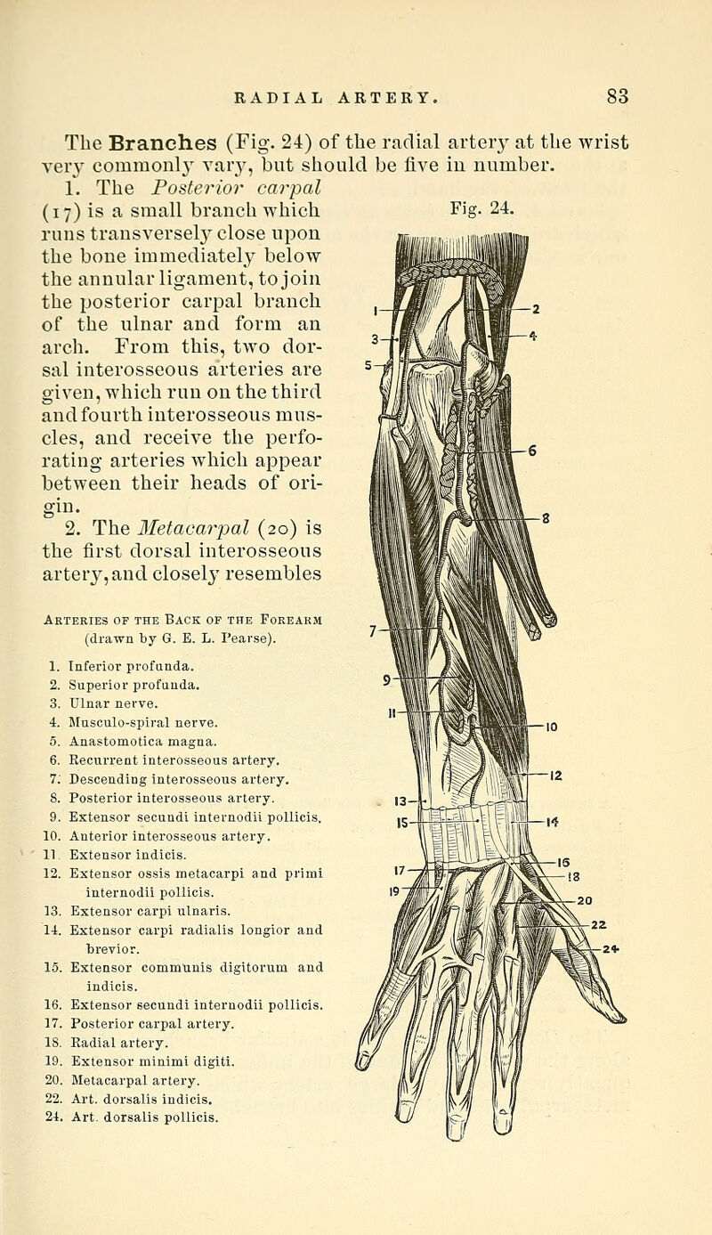 Fig. 24. The Branches (Fig. 24) of the radial arteiy at the wrist very commonl}' ^'^I'y? but should be five in number. 1. The Posterior carpal (17) is a small branch which runs transversely close upon the bone immediately below the annular ligament, to join the posterior carpal branch of the ulnar and form an arch. From this, two dor- sal interosseous arteries are given, which run on the third and fourth interosseous mus- cles, and receive the perfo- rating arteries which appear between their heads of ori- gin. 2. The Metacarpal (20) is the first dorsal interosseous artery, and closely resembles Arteries of the Back of the Forearm (drawn by G. E. L. Pearse). 1. Inferior profunda. 2. Superior profunda. 3. Ulnar nerve. 4. Musculo-spiral nerve. 5. Anastomotica magna. 6. Recurrent interosseous artery. 7; Descending interosseous artery. 8. Posterior interosseous artery. 9. Extensor secundi internodii pollicis. 10. Anterior interosseous artery. 11. Extensor indicis. 12. Extensor ossis metacarpi and primi internodii pollicis. 13. Extensor carpi ulnaris. l-l. Extensor carpi radialis longior and ■brevier. 15. Extensor communis digitorum and indicis. 16. Extensor secundi internodii pollicis. 17. Posterior carpal artery. 18. Kadial artery. 19. Extensor minimi digiti. 20. Metacarpal artery. 22. Art. dorsalis indicis. 21. Art. dorsalis pollicis.