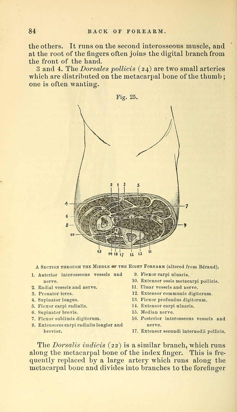 the others. It runs on the second interosseous muscle, and at the root of the fingers often joins the digital branch from the front of the hand. 3 and 4. The Dorsales pollicis (24) are two small arteries which are distributed on the metacarpal bone of the thumb ; one is often wanting. Fig. 25. H16(7 15 13 A Section throdqh the Middle »f th 1. Anterior interosseous vessels and nerve. 2. Radial vessels and nerve. 3. Pronator teres. 4. Supinator longus. 5. riexor carpi radialis. 6. Supinator brevis. 7. Flexor sublimis digitorum. 8. Extensores carpi radialis longior and brevior. E Eight Forearm (altered from BC'raud). 9. Flexor carpi ulnaris. 10. Extensor ossis metacarpi pollicis. 11. Ulnar vessels and nerve. 12. Extensor communis digitorum. l.S. Flexor profundus digitorum. 14. Extensor carpi ulnaris. 15. Median nerve. 16. Posterior interosseous vessels and nerve. 17. Extensor secundi internodii pollicis. The Dorsalis indicis (22) is a similar branch, which runs along the metacarpal bone of the index finger. This is fre- quently replaced by a large artery which runs along the metacarpal bone and divides into branches to the forefinger