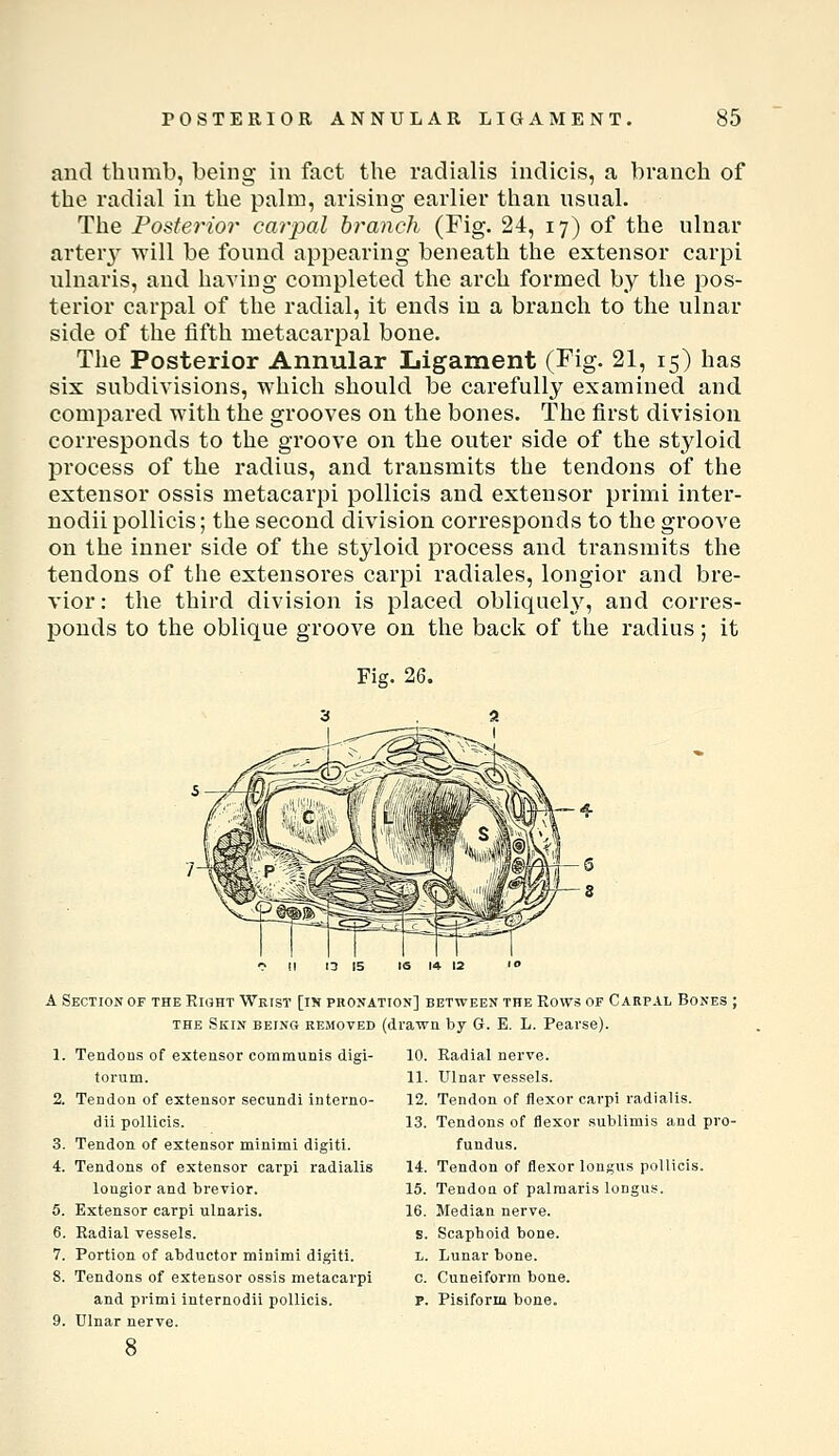 and thumb, being in fact the radialis indicis, a branch of the radial in the palm, arising earlier than usual. The Posterior carpal branch (Fig. 24, 17) of the ulnar arterj' will be found appearing beneath the extensor carpi ulnaris, and having completed the arch formed by the pos- terior carpal of the radial, it ends in a branch to the ulnar side of the fifth metacarpal bone. The Posterior Annular Ligament (Fig- 21, 15) has six subdivisions, which should be carefully examined and compared with the grooves on the bones. The first division corresponds to the groove on the outer side of the styloid process of the radius, and transmits the tendons of the extensor ossis metacarpi pollicis and extensor primi inter- nodii pollicis; the second division corresponds to the groove on the inner side of the styloid process and transmits the tendons of the extensores carpi radiales, longior and bre- vior: the third division is placed obliquely, and corres- ponds to the oblique groove on the back of the radius; it Fig. 26. A Section OF the Right Wktst [in pronation] between the Rows of Carpal Bones ; THE Skin being removed (drawn by G. E. L. Peavse). 1. Tendons of extensor communis digi- 10. Radial nerve. forum. 2. Tendon of extensor secundi interno- dii pollicis. 3. Tendon of extensor minimi digiti. 4. Tendons of extensor carpi radialis longior and brevior. 5. Extensor carpi ulnaris. 6. Radial vessels. 7. Portion of abductor minimi digiti. 8. Tendons of extensor ossis metacarpi and primi internodii pollicis. 9. Ulnar nerve. 11. Ulnar vessels. 12. Tendon of flexor carpi radialis. 13. Tendons of flexor sublimis and pro- fundus. 14. Tendon of flexor longus pollicis. 15. Tendon of palraaris longus. 16. Median nerve. s. Scapboid bone. L. Lunar bone. c. Cuneiform bone. P. Pisiform bone.