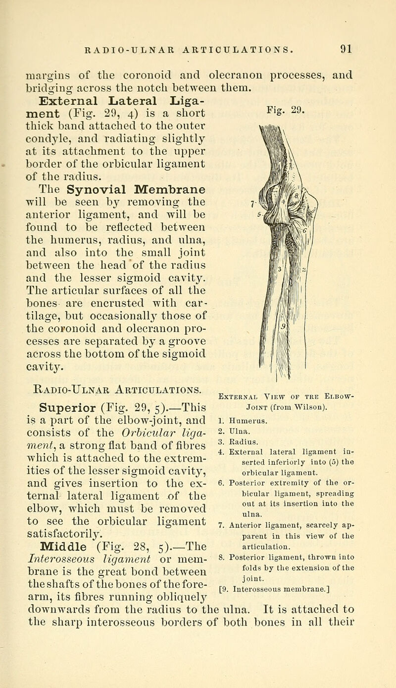 margins of tlie coronoid nnd olecranon bridging across the notch between them. External Lateral Liga- ment (Fig. 29, 4) is a short thick band attached to the outer condyle, and radiating slightly at its attachment to the upper border of the orbicular ligament of the radius. The Synovial Membrane will be seen b}^ removing the anterior ligament, and will be found to be reflected between the humerus, radius, and ulna, and also into the small joint between the head of the radius and the lesser sigmoid cavity. The articular surfaces of all the bones are encrusted with car- tilage, but occasionally those of the coronoid and olecranon pro- cesses are separated by a groove across the bottom of the sigmoid cavity. processes, and Fig. 29. Radio-Ulnar Articulations. Superior (Fig. 29, 5).—This is a part of the elbow-joint, and consists of the Orbicular liga- ment, a strong flat band of fibres which is attached to the extrem- ities of the lesser sigmoid cavity, and gives insertion to the ex- ternal lateral ligament of the elbow, which must be removed to see the orbicular ligament satisfactoril3^ Middle '(Fig. 28, 5)—The Interosseous ligament or mem- brane is the great bond between the shafts of the bones of the fore- arm, its fibres running obliquel}^ downwards from the radius to the ulna. It is attached to the sharp interosseous boi'ders of both bones in all their Exter:nal View of tre Elbow- Joint (from Wilson). 1. Humerus. 2. Ulna. 3. Kadius. 4. External lateral ligament ia- serted inferiorly into (5) the orbicular ligament. 6. Posterior extremity of tlie or- bicular ligament, spreading out at its insertion into the ulna. 7. Anterior ligament, scarcely ap- parent in this view of the articulation. 8. Posterior ligament, thrown into folds by the extension of the joint. [9. Interosseous membrane.]