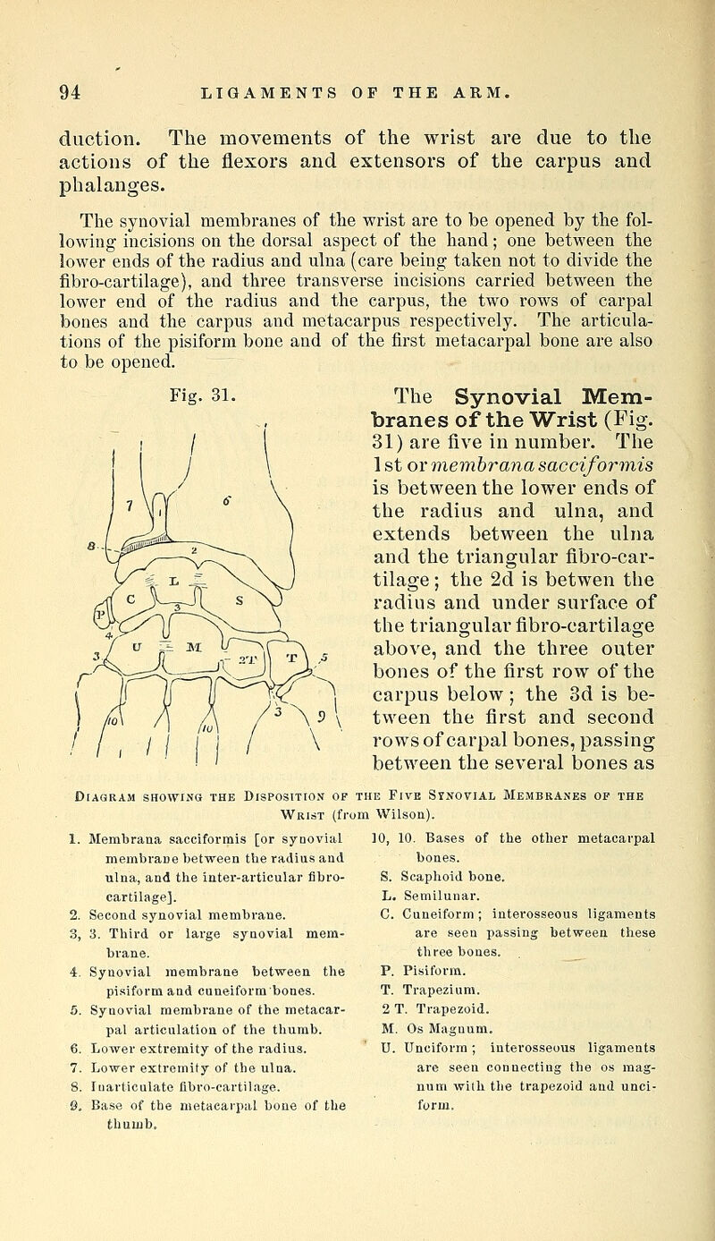 duction. The movements of the wrist are due to the actions of the flexors and extensors of the carpus and phalanges. The synovial membranes of the wrist are to be opened by the fol- lowing incisions on the dorsal aspect of the hand; one between the lower ends of the radius and ulna (care being taken not to divide the fibro-cartilage), and three transverse incisions carried between the lower end of the radius and the carpus, the two rows of carpal bones and the carpus and metacarpus respectively. The articula- tions of the pisiform bone and of the first metacarpal bone are also to be opened. The Synovial Mem- branes of the Wrist (Fig. 31) are five in number. The 1 st or memhrana sacciformis is between the lower ends of the radius and ulna, and extends between the ulna and the ti'iangular fibro-car- tilage ; the 2d is betwen the radius and under surface of the triangular fibro-cartilage above, and the three outer bones of the first row of the carpus below; the 3d is be- tween the first and second rows of carpal bones, passing between the several bones as THE Five Stnovial Membranes op the jm Wilsou). 10, 10. Bases of the other metacarpal bones. S. Scaphoid bone. L. Semilunar. G. Cuneiform; interosseous ligaments are seen passing between these tliree bones. P. Pisiform. T. Trapezium. 2 T. Trapezoid. M. Os Magnum. U. Unciform; interosseous ligaments are seen connecting the os mag- num with the trapezoid and unci- form. Diagram showing the Disposition of Wrist (fr 1. Membrana sacciformis [or synovial membrane between the radius and ulna, and the inter-articular fibro- cartilage]. 2. Second synovial membrane. 3. 3. Third or large synovial mem- brane. 4. Synovial membrane between the pisiform and cuneiform bones. 5. Synovial membrane of the metacar- pal articulation of the thumb. 6. Lower extremity of the radius. 7. Lower extremity of the ulna. 8. Inarticulate fibro-cartilage. S. Base of the metacarpal bone of the thumb.