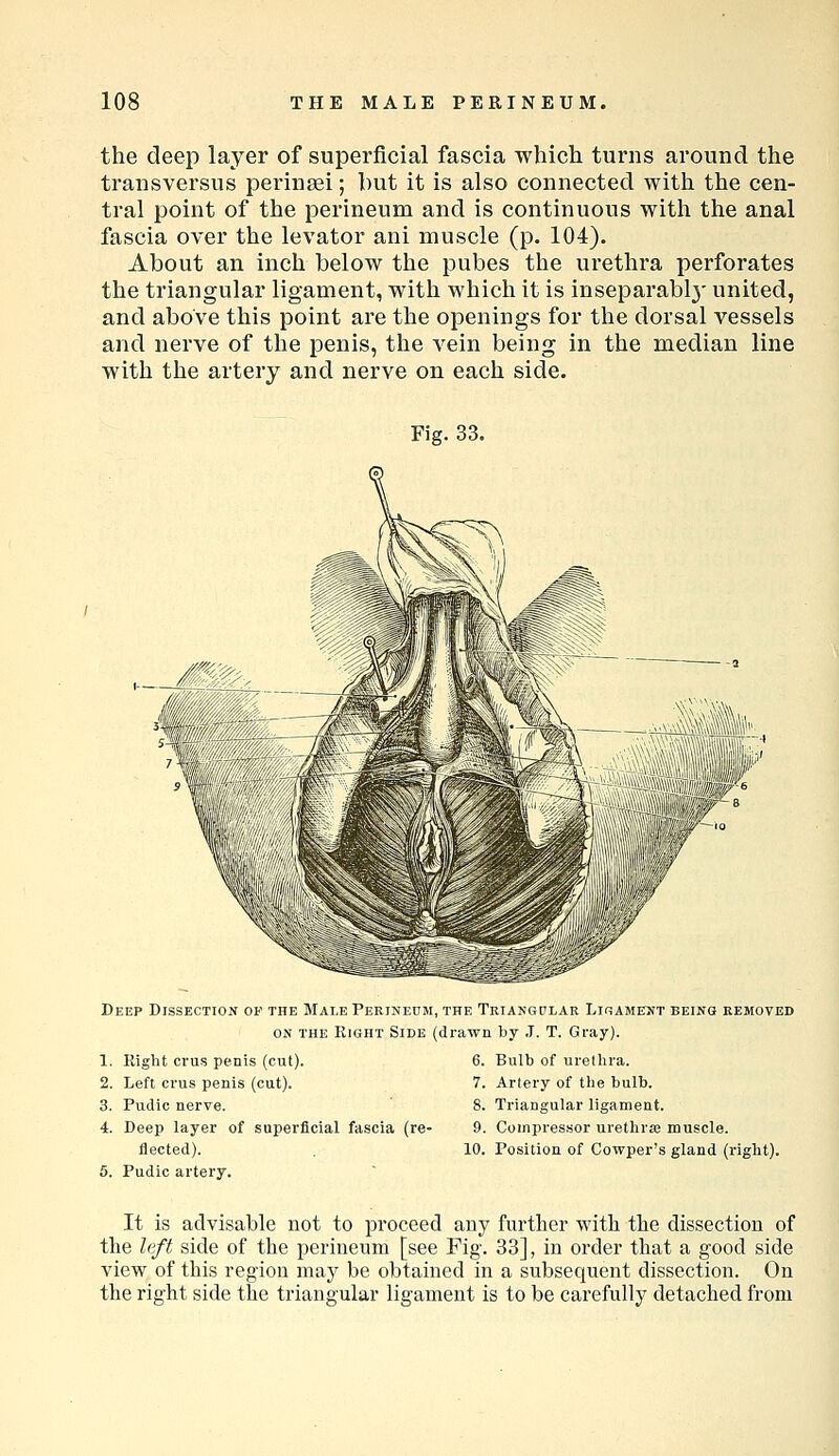 the deep layer of superficial fascia wliich turns around the transversus perinsei; hut it is also connected with the cen- tral point of the perineum and is continuous with the anal fascia over the levator ani rauscle (p. 104). About an inch below the pubes the urethra perforates the triangular ligament, with which it is inseparabl}' united, and above this point are the openings for the dorsal vessels and nerve of the penis, the vein being in the median line with the artery and nerve on each side. Fig. 33. Deep Dissection of the Male Perineum, the Triangular Lirament being removed ON the Right Side (drawn by J. T. Gray). 1. Right crus penis (cut). 2. Left crus penis (cut). 3. Pudic nerve. 4. Deep layer of superficial fascia (re- flected). 5. Pudic artery. 6. Bulb of urethra. 7. Artery of the bulb. 8. Triangular ligament. 9. Compressor urethrse muscle. 10. Position of Cowper's gland (right). It is advisable not to proceed any further with the dissection of the left side of the perineum [see Fig. 33], in order that a good side view of this region may be obtained in a subsequent dissection. On the right side the triangular ligament is to be carefully detached from