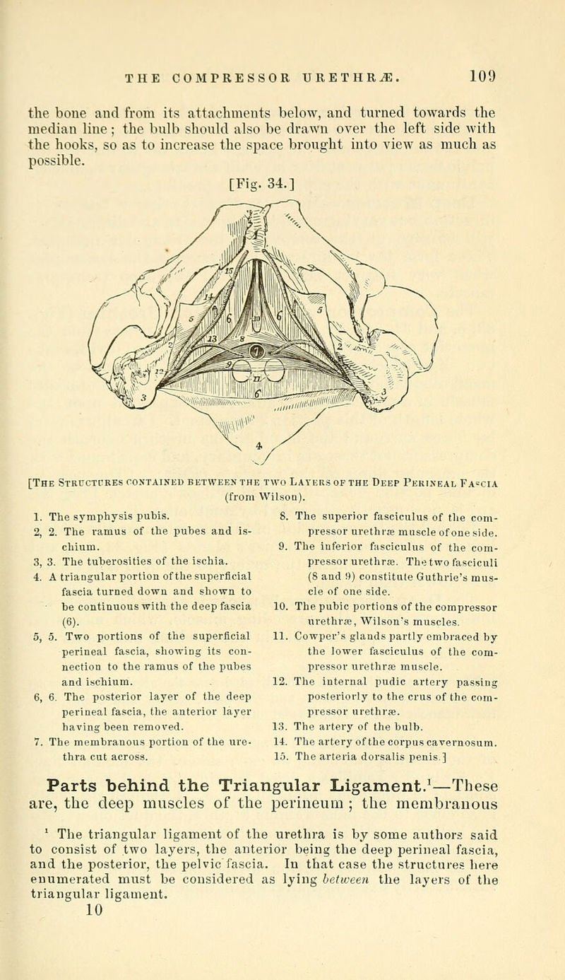the bone and from its attachments below, and turned towards the median line; the bulb should also be drawn over the left side with the hooks, so as to increase the space brought into view as much as possible. [Fig. 34.] [The Structitres contained between the two Layers of the Deep Pkktneal Fa=cia (from Wilson). 1, The symphysis pubis. 2, 2. The I'amus of the pubes aad is- chium. 3, 3. The tuberosities of the ischia. 4, A triangular portion of the superficial fascia turned down and shown to be continuous with the deep fascia (6). 5, 5. Two portions of the superficial perineal fascia, showing its con- nection to the ramus of the pubes and ischium. 6, 6. The posterior layer of the deep perineal fascia, the anterior layer having been removed. 7, The membranous portion of the ure- thra cut across. 8. The superior fasciculus of the com- pressor urethrse muscle of one side. 9. The inferior fasciculus of the com- pressor urethrse. The two fasciculi (8 and 9) constitute Guthrie's mus- cle of one side. 10. The pubic portions of the compressor urethrie, Wilson's muscles. 11. Cowper's glands partly embraced by the lower fasciculus of the com- pressor urethras muscle. 12. The internal pudic artery passing posteriorly to the crus of the com- pressor urethrse. 13. The artery of the bulb. 14. The artery of the corpus cavernosum. 15. The arteria dorsalis penis.] Parts behind the Triangular Ligament.^—These are, the deep muscles of the perineum ; the membranous ' The triangular ligament of the urethra is by some authors said to consist of two layers, the anterior being the deep perineal fascia, and the posterior, the pelvic fascia. In that case the structures here enumerated must be considered as lying between the layers of the triangular ligament. 10