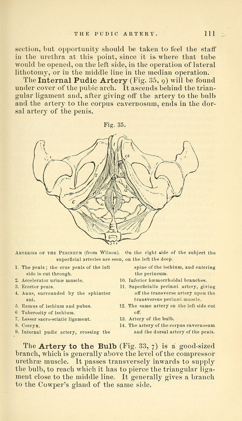 section, but opportunity should be taken to feel the staff in the urethra at this point, since it is where that tube would be opened, on the left side, in the operation of lateral lithotomy', or in the middle line in the median operation. The Internal Pudie Artery (Fig. 35, 9) will be found under cover of the pubic arch. It ascends behind the trian- gular ligament and, after giving off the artery to the bulb and the artery to the corpus cavernosum, ends in the dor- sal artery of the penis. Fig. 35. Arteries of the Perinedm (from Wile superficial arteries are 1. The penis ; the crus penis of the left side is cut through. 2. Accelerator urinse muscle. 3. Erector penis. 4. Anus, surrounded by the sphincter ani. 5. Ramus of ischium and pubes. 6 Tuberosity of ischium. 7. Lesser sacro-sciatic ligament. 8. Coccyx. 9. Internal pudic artery, crossing the on). On the right side of tlie subject the seen, on the left the deep. spine of the ischium, and entering the perineum. 10. Inferior hasmorrhoidal branches. 11. Superficialis perinsei artery, giving off the transverse artery upon the transversus perinsei muscle. 12. The same artery on the left side cut off. 13. Artery of the bulb. 14. The artery of the corpus cavernosum and the dorsal artery of the penis. The Artery to the Bulb (Fig. 33, 7) is a good-sized branch, which is generally above the level of the compressor urethrse muscle. It passes transversely inwards to suppl^^ the bulb, to reach which it has to pierce the triangular liga- ment close to the middle line. It generall}^ gives a branch to the Cowper's gland of the same side.