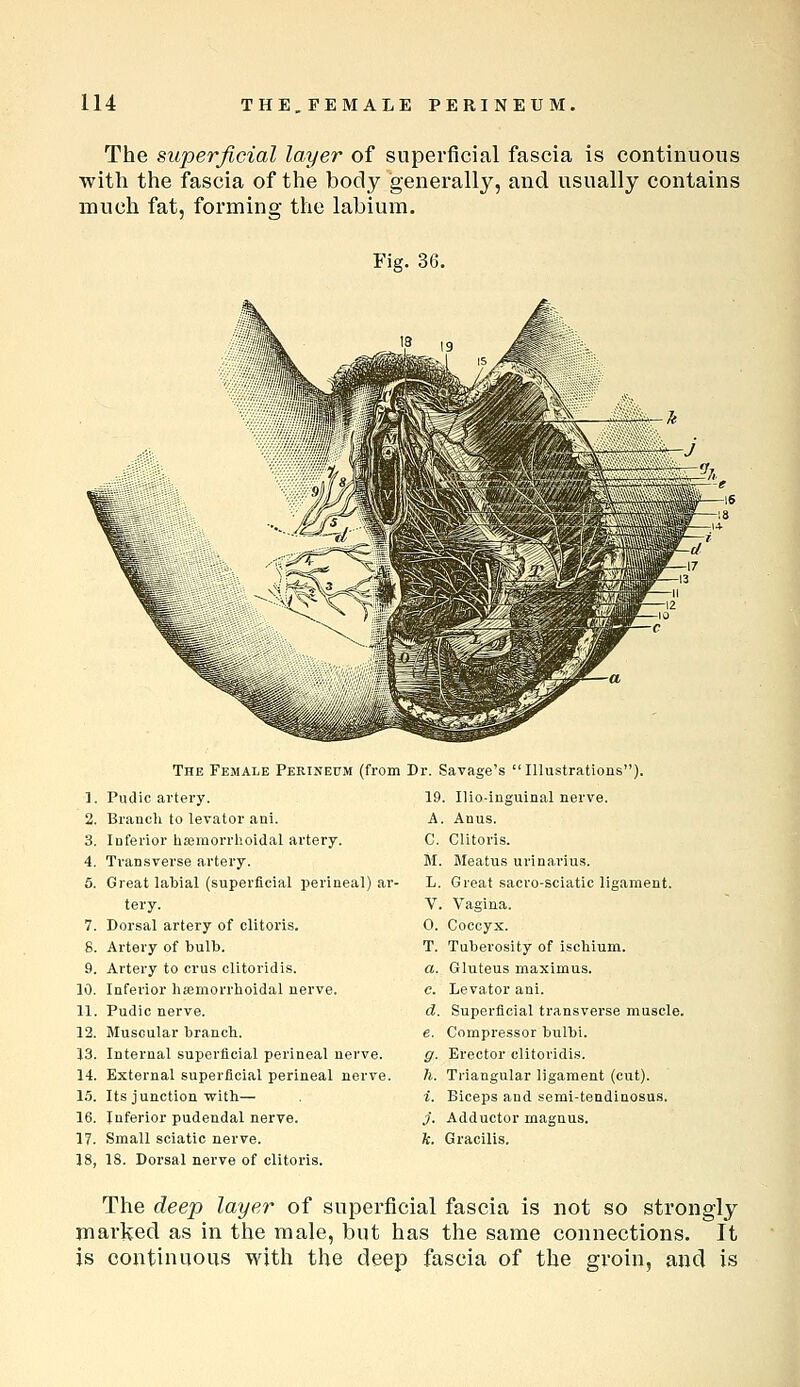 The superficial layer of superficial fascia is continuous with the fascia of the body generally, and usually contains much fat, forming the labium. Fig. 36. The Female Perineum (from 1. Pudic artery. 2. Branch to levator ani. 3. iDferior hssmorrhoidal artery. 4. Tran.sverse artery. 5. Great labial (superficial perineal) ar- tery. 7. Dorsal artery of clitoris. 8. Artery of bulb. 9. Artery to crus clitoridis. 10. Inferior hsemorrhoidal nerve. 11. Pudic nerve. 12. Muscular branch. 13. Internal superficial perineal nerve. 14. External superficial perineal nerve. 15. Its junction with— 16. Inferior pudendal nerve. 17. Small sciatic nerve. 18. 18. Dorsal nerve of clitoris. Dr. Savage's Illustrations). 19. Ilio-inguinal nerve. A. Anus. C. Clitoris. M. Meatus urinarius. L. Great sacro-sciatic ligament. V. Vagina. 0. Coccyx. T. Tuberosity of ischium. a. Gluteus maximus. c. Levator ani. d. Superficial transverse muscle. e. Compressor bulbi. g. Erector clitoridis. li. Triangular ligament (cut). i. Biceps and semi-tendinosus. j. Adductor magnus. it. Gracilis. The deep layer of superficial fascia is not so strongly marlvcd as in the male, but has the same connections. It is continuous with the deep fascia of the groin, and is